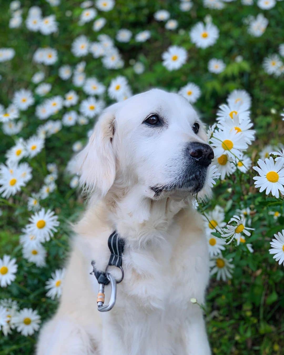 P太郎ママさんのインスタグラム写真 - (P太郎ママInstagram)「#花と犬 #シャスターデージー ママンの大好きな花〜。 そろそろ盛りを過ぎてきた。 ←え、誰のこと？😝」5月10日 11時36分 - ptarodada
