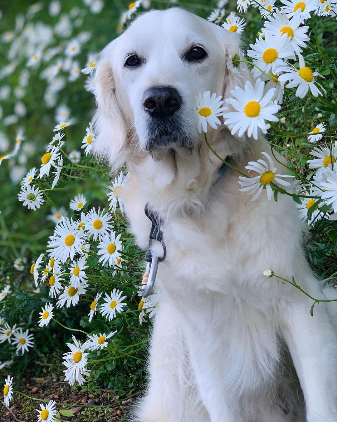 P太郎ママさんのインスタグラム写真 - (P太郎ママInstagram)「#花と犬 #シャスターデージー ママンの大好きな花〜。 そろそろ盛りを過ぎてきた。 ←え、誰のこと？😝」5月10日 11時36分 - ptarodada