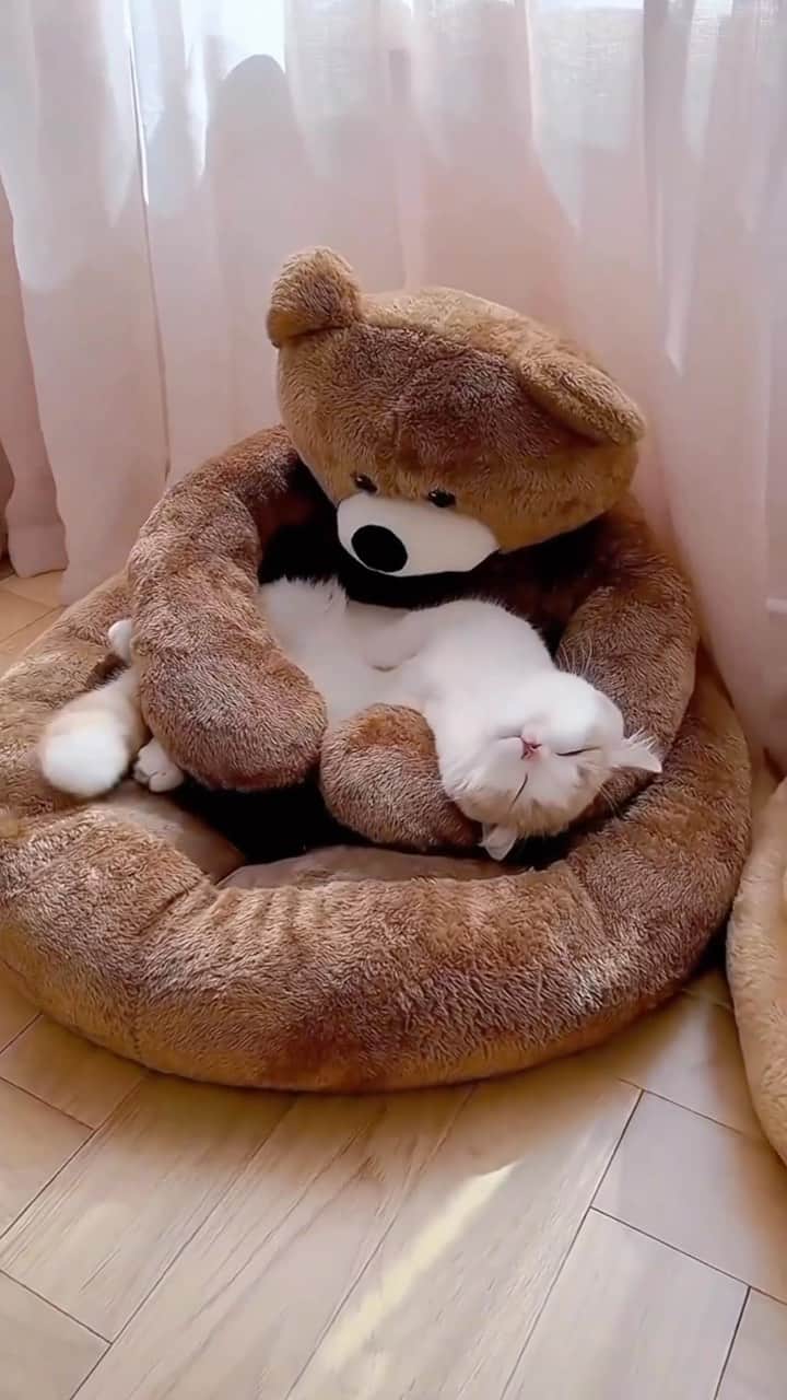 Cute Pets Dogs Catsのインスタグラム