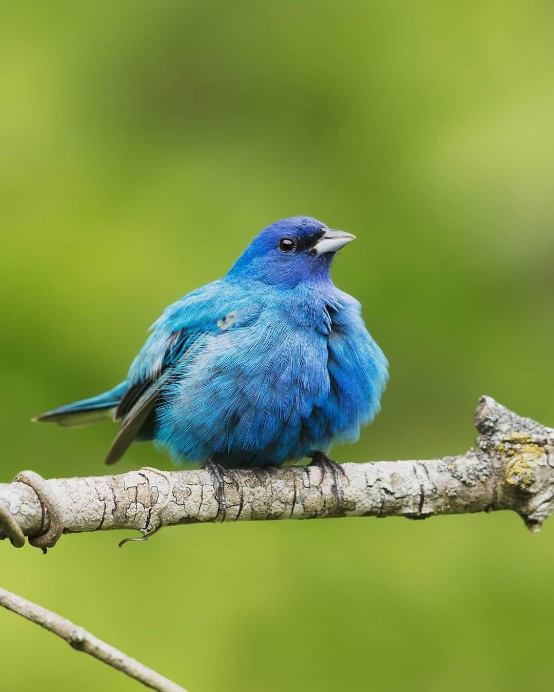 アメリカ自然史博物館さんのインスタグラム写真 - (アメリカ自然史博物館Instagram)「If you needed to see a round bird today, you’re in luck. Meet the Indigo Bunting (Passerina cyanea)! Males of this species are easily spotted thanks to their brilliant blue appearance. Like other similar-hued birds, the Indigo Bunting doesn’t have a true blue pigment. Rather, its feathers refract blue light. It has a wide range and can be spotted across North America, down through Central and South America, and even into parts of the Caribbean! It prefers brushy habitats near the edge of a forest, where it snacks on seeds and insects.   Photo: Shenandoah National Park, flickr, CC0」5月10日 4時59分 - amnh