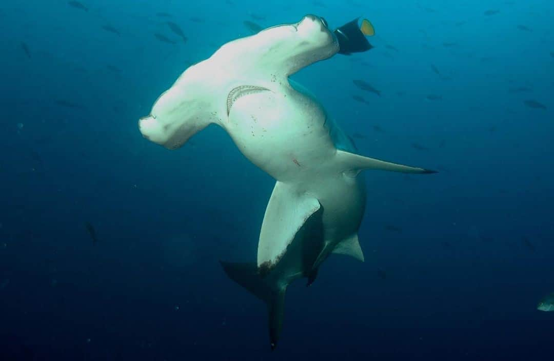 レオナルド・ディカプリオさんのインスタグラム写真 - (レオナルド・ディカプリオInstagram)「In the last two years, #Ecuador and #CostaRica have created or expanded Marine Protected Areas between the Galapagos and Cocos Islands. Combined, these areas protect a nearly 140,000 mile2 (360,000 km2) marine corridor, an area nearly three times larger than New York state. Protecting known wildlife corridors is critical to ocean health because wildlife use them for migration, feeding, and breeding.  Now, both Ecuador and Costa Rica have created funds for supporting the effective management of these protected areas. Costa Rica’s fund was created with philanthropic support, while Ecuador’s - the world’s largest to date - leverages a restructuring of the country’s debt, where part of the proceeds are invested in conservation. Each of these helps finance effective protections for #sealife like whale sharks, manta rays, sea turtles and dolphins.  Congratulations to Ecuador, Costa Rica and all the supporters that made this possible.  #30x30 @guillermolasso @ambienteec @gustavomanriquemiranda @parquegalapagos #MasGalapagos  Pew Bertarelli Ocean Legacy (@pewtrusts @bertarellifoundation) Credit Suisse Aqua Blue Investments Oceans Finance Company US Development Finance Corporation (@dfcgov) Inter-American Development Bank (@el_bid) Costa Rica Blue Fund (@costaricaporsiempre) MINAE Costa Rica (@minaecr) SINAC Costa Rica Forever Costa Rica (@costaricaporsiempre) Bezos Earth Fund (@bezosearthfund) Re:wild (@rewild) Gordon and Betty Moore Foundation (@moorefound) Wyss Foundation  📷: Alex Hearn」5月10日 5時48分 - leonardodicaprio