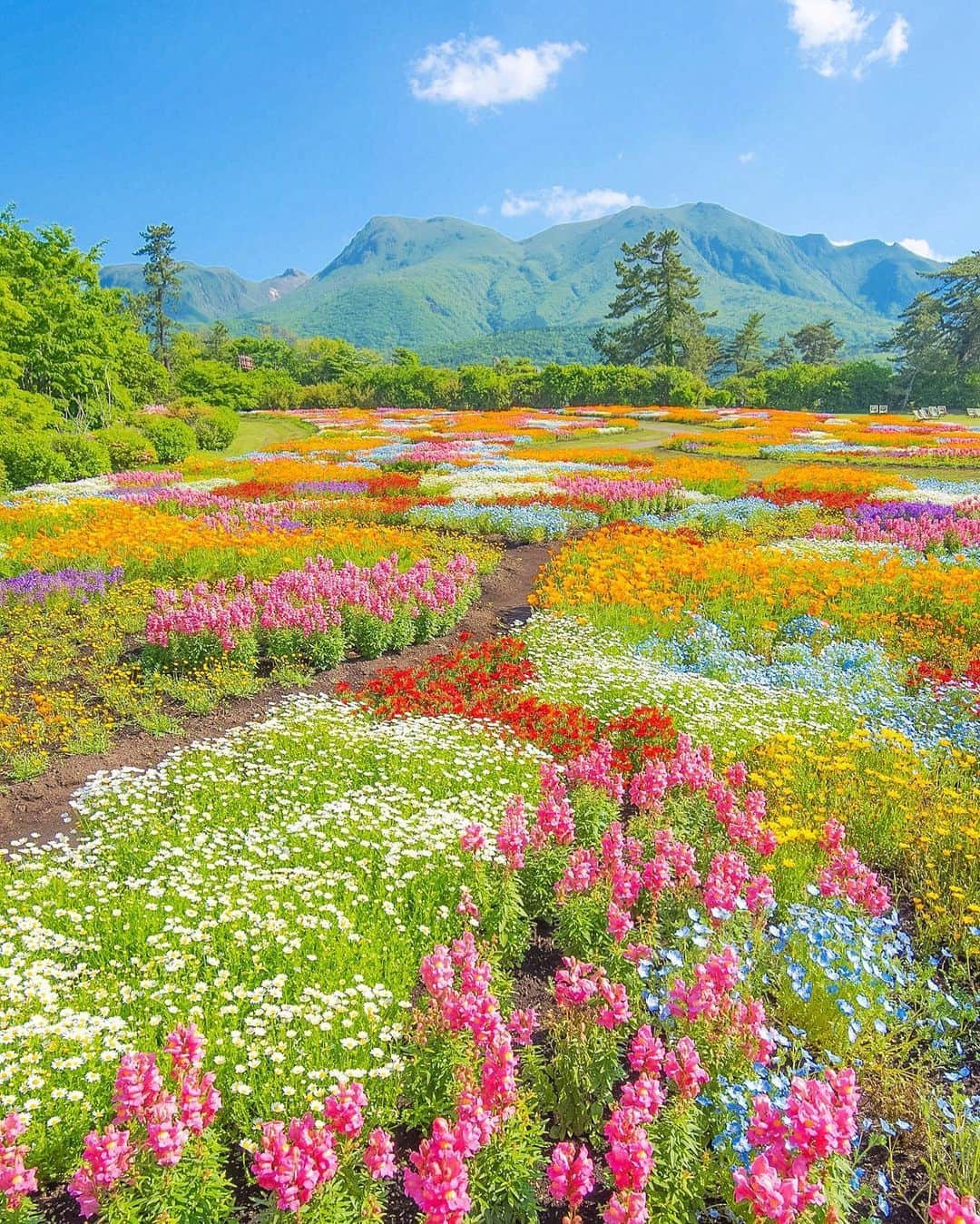 旅行比較サイト・トラベルコ 理想の旅を、いちばん安く。のインスタグラム：「#くじゅう花公園 / 大分  日本百名山のくじゅう連山や阿蘇五岳を背景とした、雄大な自然の中にある大規模な花公園🌷  春夏秋と常にお花が楽しめるのが魅力！　特に5月はネモフィラやポピーなど人気の花畑が次々と見頃を迎えます✨  中でもおすすめは、11種類の花を寄せ植えしているロマンティックカラーのお花畑「春彩の畑」と、宝石のように美しい「リビングストンデージー」！  見頃は例年5月下旬～6月中旬まで。要チェックです！  ━━━━━━━━━━━ 📍 #くじゅう花公園 （大分県竹田市） ━━━━━━━━━━━ くじゅう花公園の詳しいスポット情報はこちら👇 https://www.tour.ne.jp/j_spot/130943/  Photo: @kanaton.3rdさん 素敵な写真をありがとうございます💛  ********** あなたが旅先で出合った素敵な風景に #トラベルコ または #travelko をつけて投稿してみてください📷 こちらのアカウントで紹介させていただくかも！  投稿を見て「行きたい！」と思ったら保存でクリップ。 フォロー＆いいねもお願いします🌟  ********** 国内海外1500以上の旅行サイトをまとめて比較！ 旅行の最安値を探すなら「トラベルコ」  プロフィール欄のURLから早速検索🔍 @travelko_official  #oita #お花畑 #花畑 #大分観光 #大分旅行 #日本の絶景 #japantrip #japantravel #絶景 #フォトジェニック #ファインダー越しの私の世界 #誰かに見せたい景色 #旅行好きな人と繋がりたい #写真好きな人と繋がりたい #女子旅 #一人旅 #旅行好き #旅 #旅行 #観光 #trip #travelko #トラベルコ」