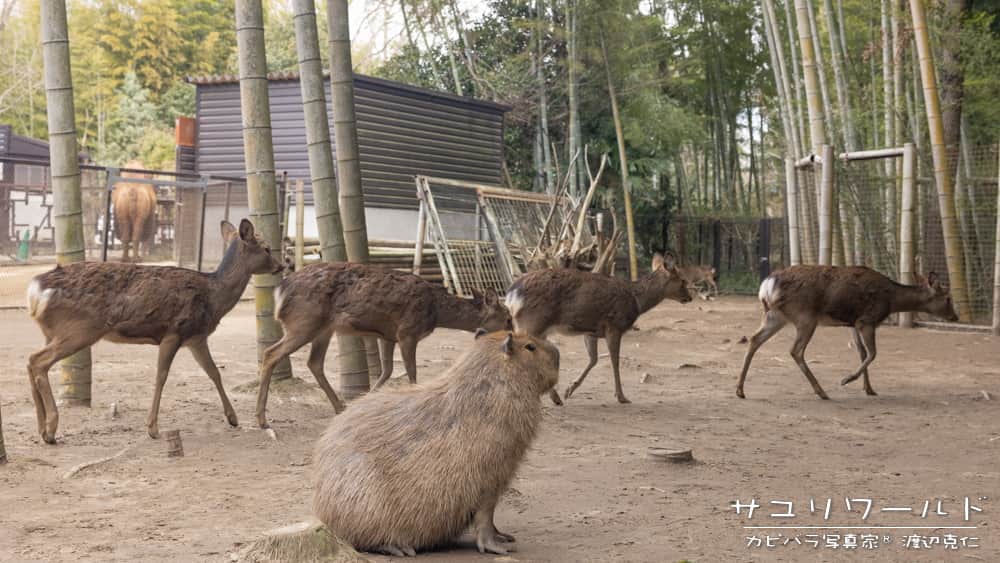 渡辺克仁さんのインスタグラム写真 - (渡辺克仁Instagram)「おはようございます。  #カピバラ #水豚 #capybara #おはよう」5月10日 7時00分 - katsuhito.watanabe