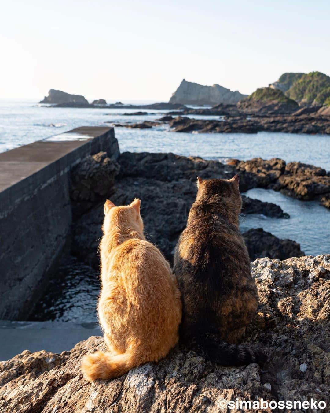 simabossnekoさんのインスタグラム写真 - (simabossnekoInstagram)「・ にゃんとも素敵な場所ですにゃ😽😸💓 Beautiful island🏝 5〜7枚目の投稿は動画です。 The 5th to 7th posts are videos. Swipeしてね←←←←🐾  〜お知らせ〜 先日GW期間中に猫ツアーを開催しました深島（でぃーぷまりん @deepmarine33 ）では、5月末頃にカフェがオープンするそうです❗️楽しみですにゃ〜😸🐾  ちなみに、深島へ向かう定期船は、GW終了後は予約無しで乗船可能です。 詳しくは、佐伯市営 蒲江・深島航路事務所( @kamaekouro )をご覧ください。  ・ #しまねこ #島猫 #ねこ #にゃんすたぐらむ #猫写真 #cats_of_world #catloversclub #pleasantcats #catstagram #meowed #ig_japan #lumixg9」5月10日 7時37分 - simabossneko