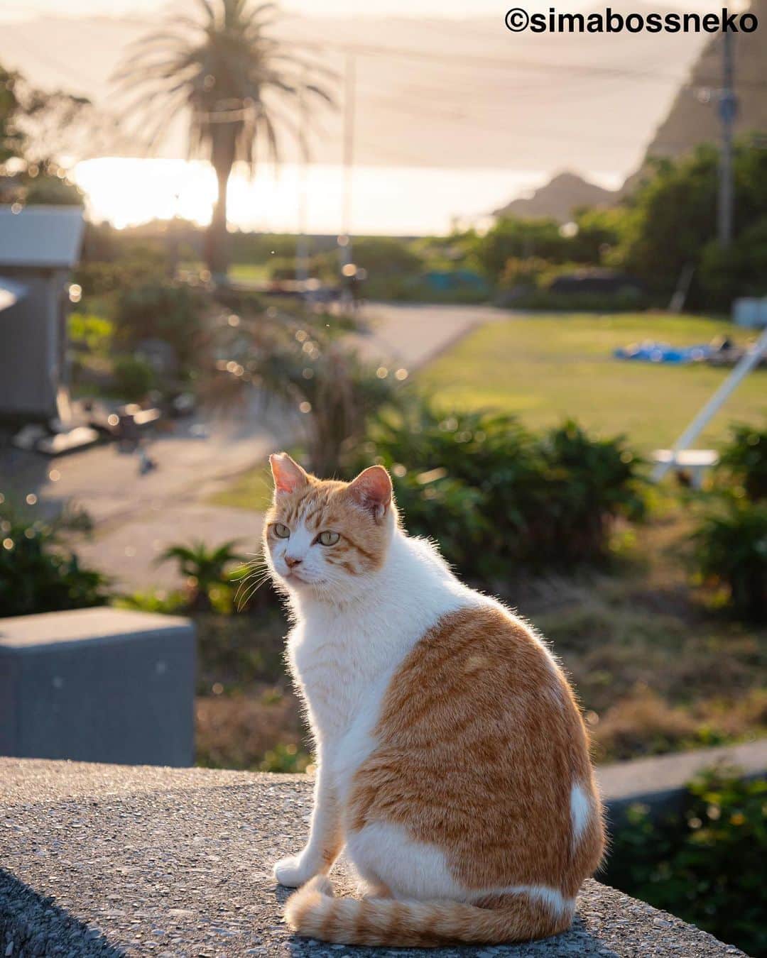 simabossnekoさんのインスタグラム写真 - (simabossnekoInstagram)「・ にゃんとも素敵な場所ですにゃ😽😸💓 Beautiful island🏝 5〜7枚目の投稿は動画です。 The 5th to 7th posts are videos. Swipeしてね←←←←🐾  〜お知らせ〜 先日GW期間中に猫ツアーを開催しました深島（でぃーぷまりん @deepmarine33 ）では、5月末頃にカフェがオープンするそうです❗️楽しみですにゃ〜😸🐾  ちなみに、深島へ向かう定期船は、GW終了後は予約無しで乗船可能です。 詳しくは、佐伯市営 蒲江・深島航路事務所( @kamaekouro )をご覧ください。  ・ #しまねこ #島猫 #ねこ #にゃんすたぐらむ #猫写真 #cats_of_world #catloversclub #pleasantcats #catstagram #meowed #ig_japan #lumixg9」5月10日 7時37分 - simabossneko