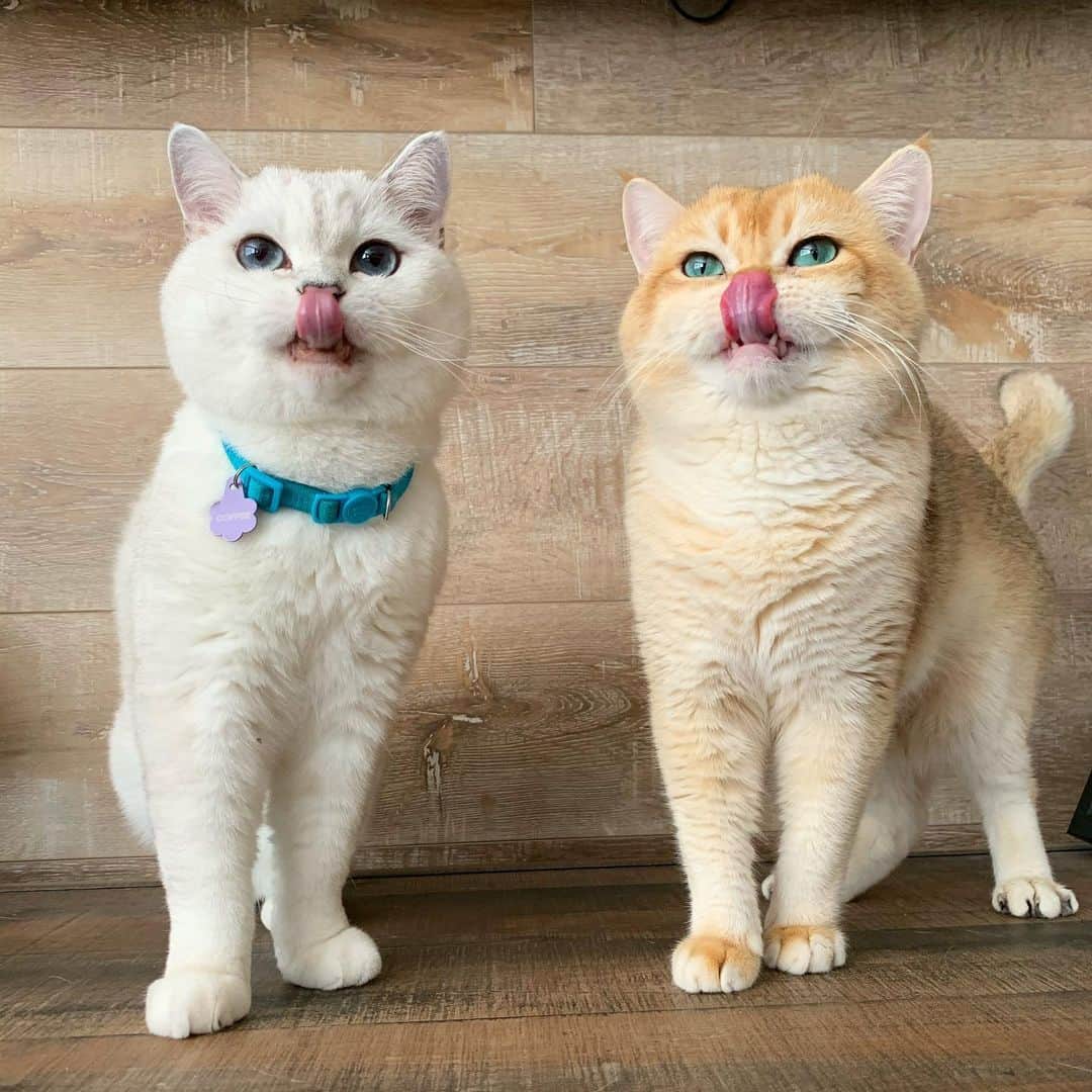 ミスター・ホワイトさんのインスタグラム写真 - (ミスター・ホワイトInstagram)「Waiting for snacks time 😋   #meow #cute #cat #yum」5月10日 7時43分 - white_coffee_cat