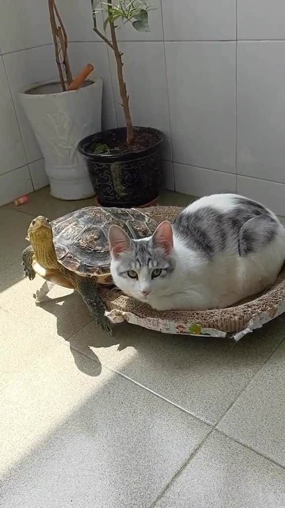 Cute Pets Dogs Catsのインスタグラム