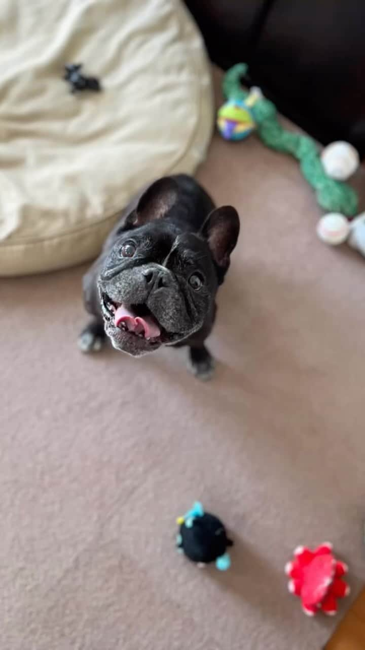 Turbo_dad フレブルのターボのインスタグラム：「今日も元気  #frenchbulldog #frenchbulldogsofinstagram #frenchbulldoglife #frenchbulldoglove #frenchie #frenchiesofinstagram #frenchiegram #frenchielife #buhi #フレンチブルドッグ #フレンチブルドッグのいる生活 #フレンチブルドッグブリンドル #フレンチブル #フレブル #フレブルライフ #フレブルのいる生活 #フレブルのいる暮らし #gm #wednesday」