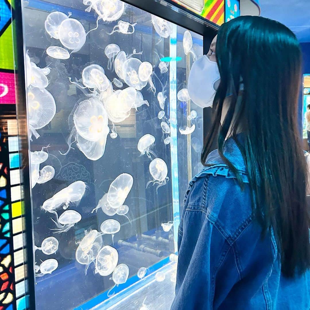 水島美結のインスタグラム：「🪼🫧🪼  #しながわ水族館 #くらげ #海月  #水族館」