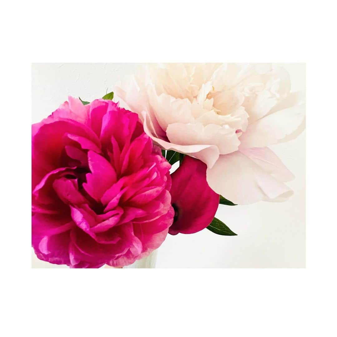室井由美子さんのインスタグラム写真 - (室井由美子Instagram)「my fav🩷🩷🩷 ・ #happy #peony #love #peace #thankyou  #birthday #may10th #pinkpinkpink」5月10日 9時34分 - yumikomuroi