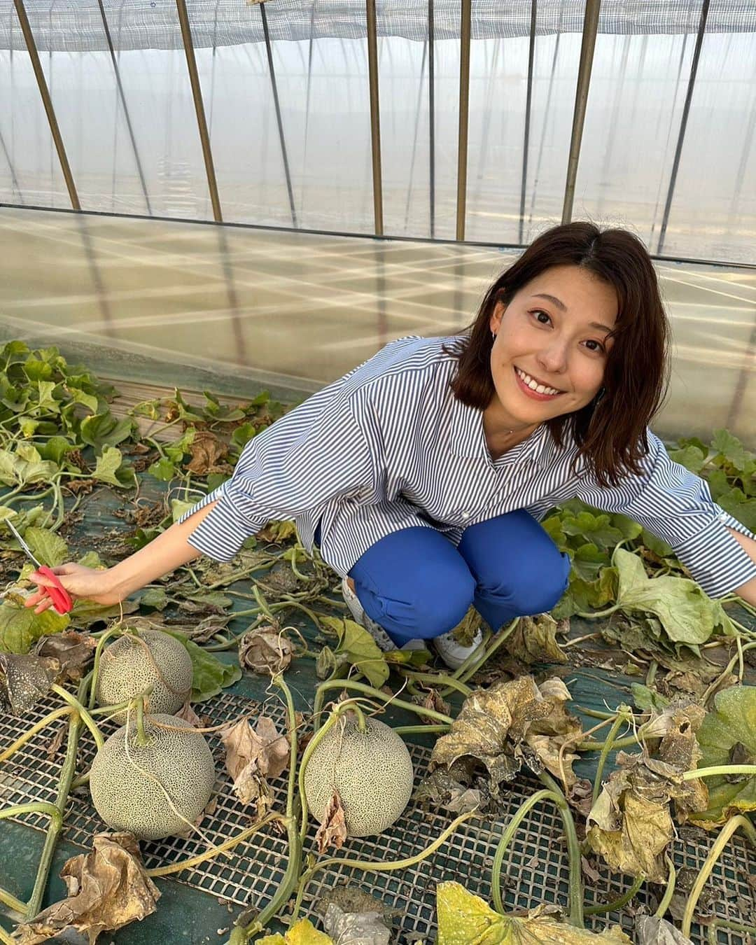 TBS「Nスタ」さんのインスタグラム写真 - (TBS「Nスタ」Instagram)「今日のすたすた中継は… 【今が旬の絶品メロン🍈】を求め、 日本一の産地 茨城県・鉾田市「フォレストパーク メロンの森」からお伝えしました✨  皆さんは、食べごろのメロンはどこを見ればいいかわかりましたか？？  🌟正解は「葉っぱ」です！ 特に、メロンの頭から1枚の葉っぱが枯れているのがポイントなんです  皆さんもメロン狩りをするときに「葉っぱ」をよく見てみてくださいね〜👌  きょうもNスタをご覧いただき ありがとうございました☺️  #Nスタ #TBS #TBSテレビ #井上貴博 #ホラン千秋 #日比麻音子 #上村彩子 #すたすた中継 #メロン #メロン狩り」5月10日 19時43分 - nst_tbs