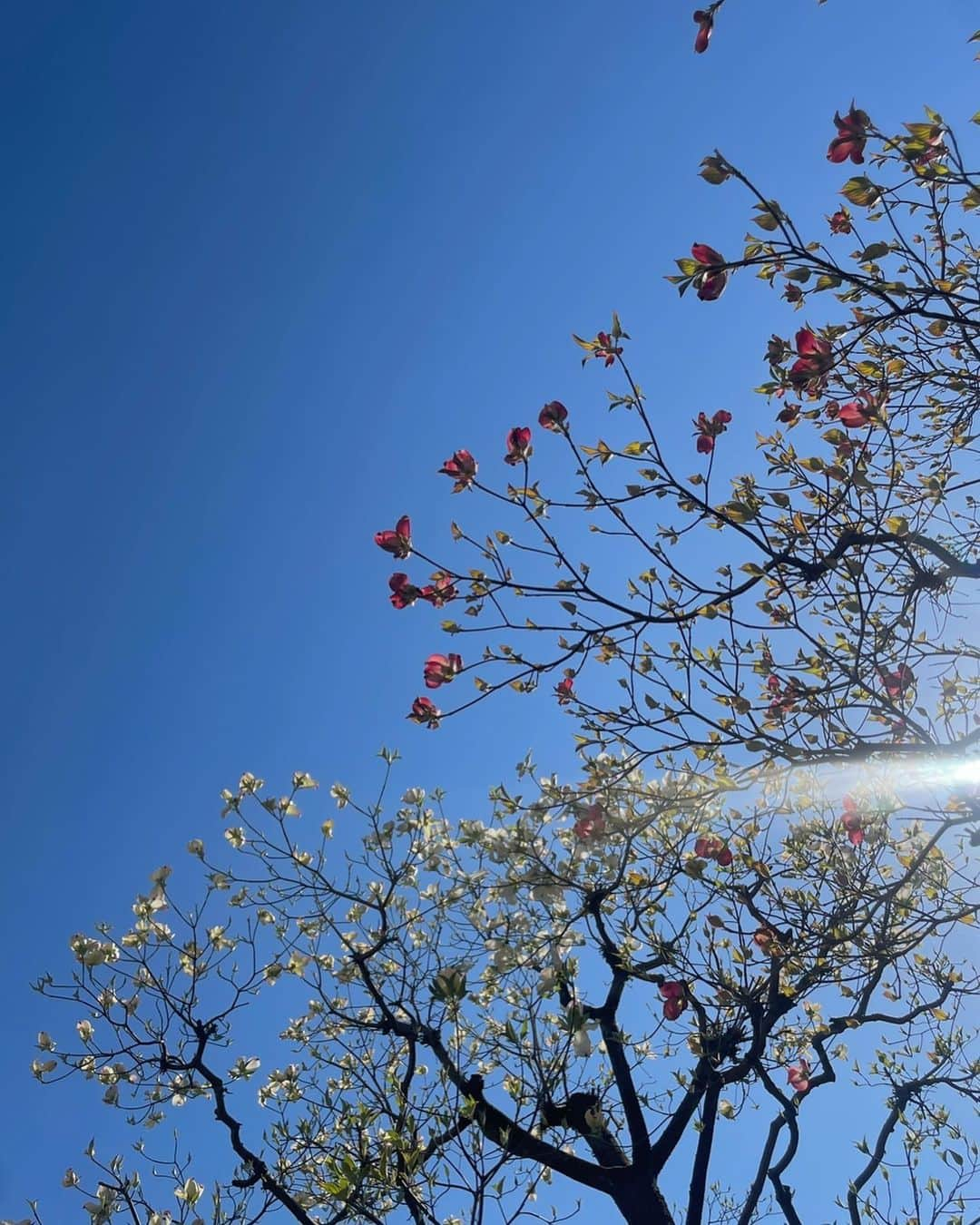 芽朗さんのインスタグラム写真 - (芽朗Instagram)「最近は体調が優れず引き篭もりの日々だったけれど、この春に見た私的lovelyな瞬間達。  ・友人birthdayの浮かれたカチューシャ  ・息子のカメラ目線  ・クレソンの花のパスタ  ・とらのお口🐈  ・卵がフワッと香るホットケーキ  ・お客様のお誕生日仕様のラッピング  ・リボンたっぷりの #mellowbridal   ・庭に咲いているお花の木  ・買ってきてくれた赤トンボのサンドイッチ🥪」5月10日 19時51分 - mellowfukushima