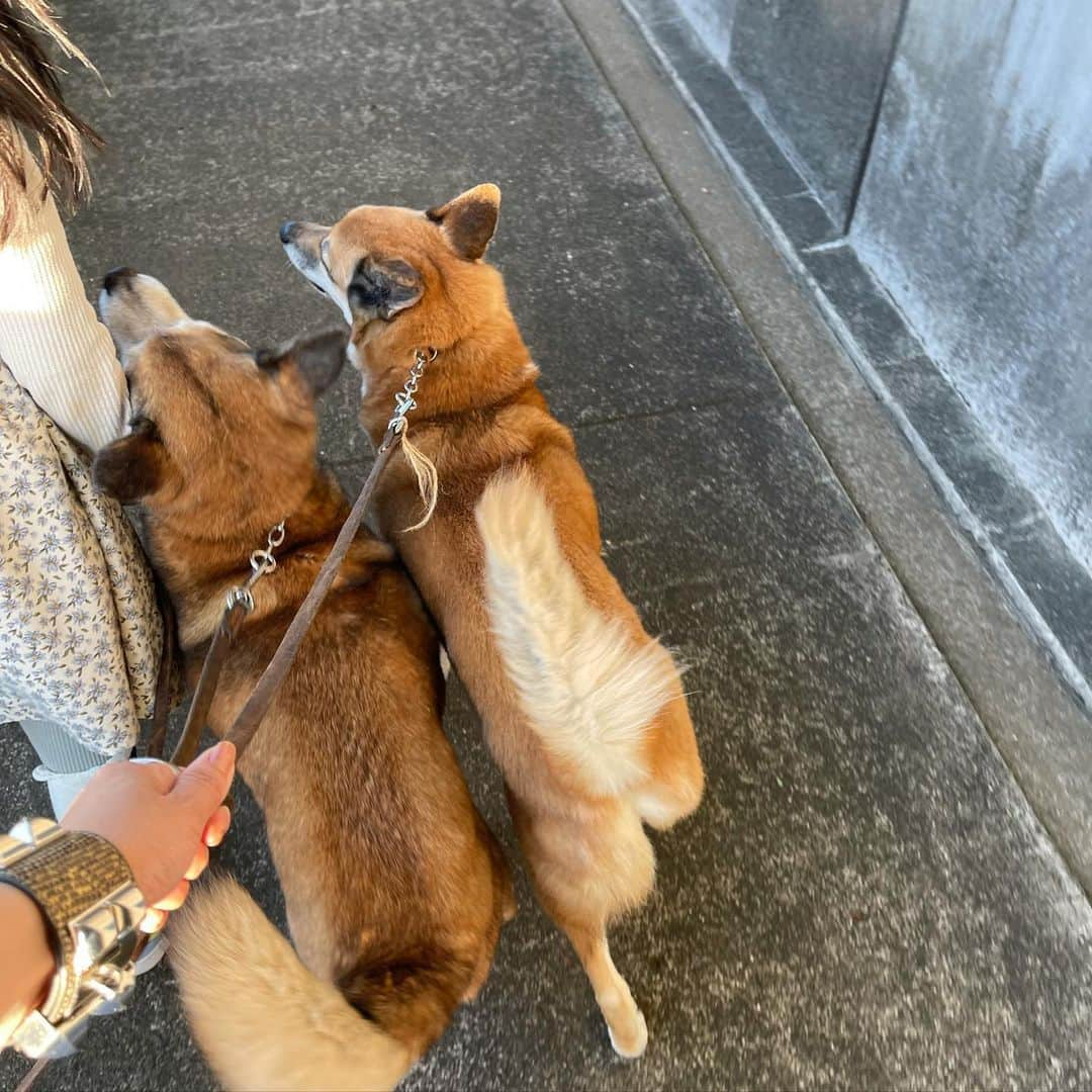 澤田泉美さんのインスタグラム写真 - (澤田泉美Instagram)「これも、昨日のお散歩タイム🐶🐶 14歳、元気いっぱい❤️  最近は、👧🏻👶🏻🐶🐶を一人で連れていると 誰を散歩しているのかわからなくなる...🤣🤣🤣  #サクモン#散歩 #👧🏻👶🏻🐶🐶」5月10日 19時59分 - izumi.sawada