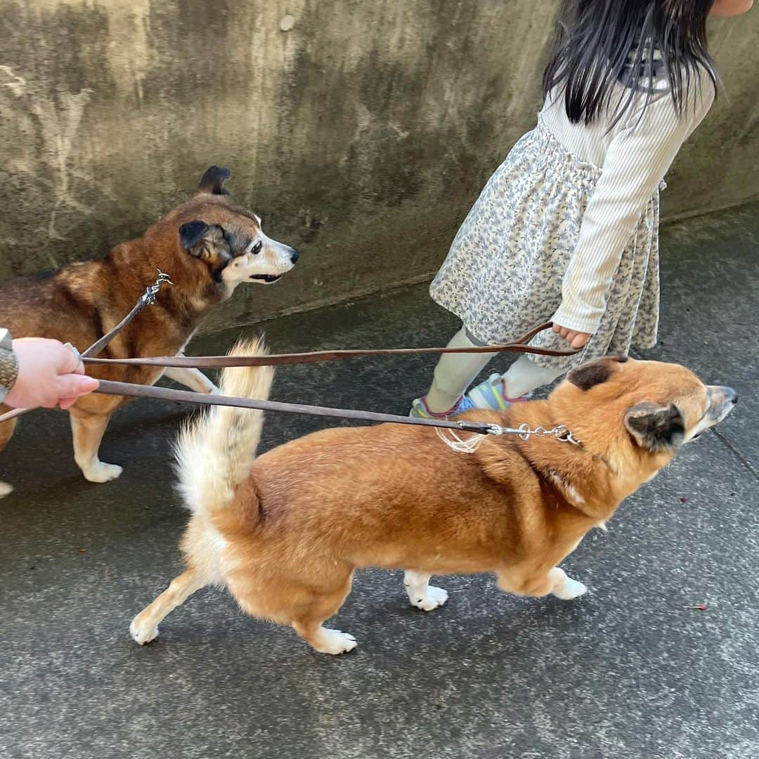 澤田泉美さんのインスタグラム写真 - (澤田泉美Instagram)「これも、昨日のお散歩タイム🐶🐶 14歳、元気いっぱい❤️  最近は、👧🏻👶🏻🐶🐶を一人で連れていると 誰を散歩しているのかわからなくなる...🤣🤣🤣  #サクモン#散歩 #👧🏻👶🏻🐶🐶」5月10日 19時59分 - izumi.sawada