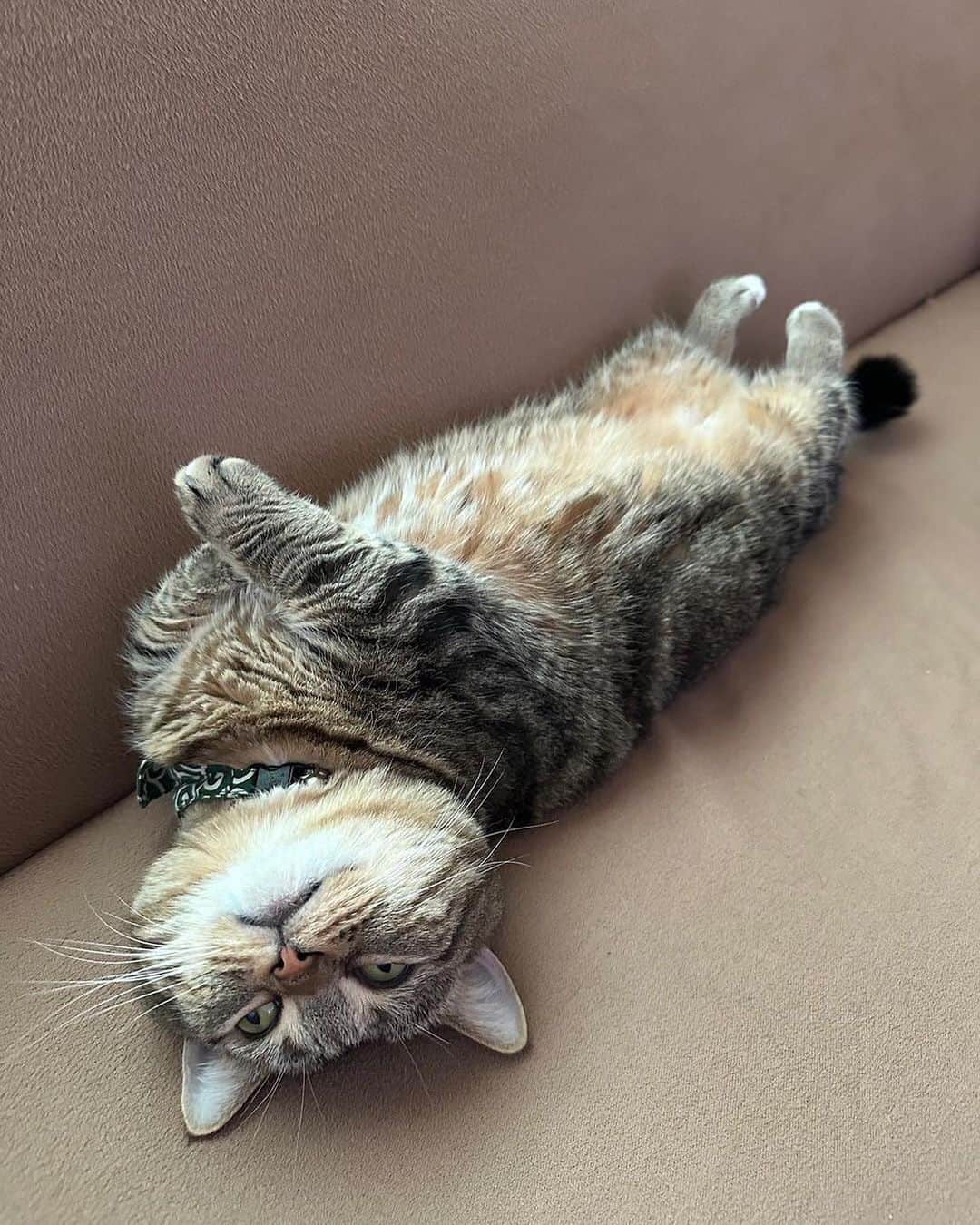 Cute Pets Dogs Catsさんのインスタグラム写真 - (Cute Pets Dogs CatsInstagram)「My Sunday routine   @junjun_jjj   For all crediting issues and removals pls Email us with subject “Credit Issues” and owner will be tagged shortly after or post removed.  #cutecat #cat #junjun_jjj #sunday #mood #sleeping #lazycat #myplan」5月10日 20時00分 - dailycatclub