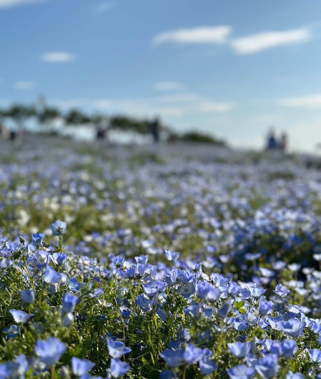 絹野志朋さんのインスタグラム写真 - (絹野志朋Instagram)「GWのこと。  ネモフィラ畑でお散歩…♡♡ (平和な休日)  幾つになってもどんな生活をしても お花を見て感動できる心や 小さな幸せを見つけて誰かと喜べる、 そんな自分で い続けたいなぁと思いました…♡  しばらく幸せな休日が続いたので ５月残りの日々は お仕事モードでがんばります🥰  来年もまたネモフィラ畑 行けるといいなぁ…🤭💐✨ . . #ネモフィラ #ネモフィラ祭り  #ネモフィラ畑 #ネモフィラブルー  #舞洲シーサイドパーク  #舞洲ネモフィラ祭り #舞洲」5月10日 20時09分 - shihok0414