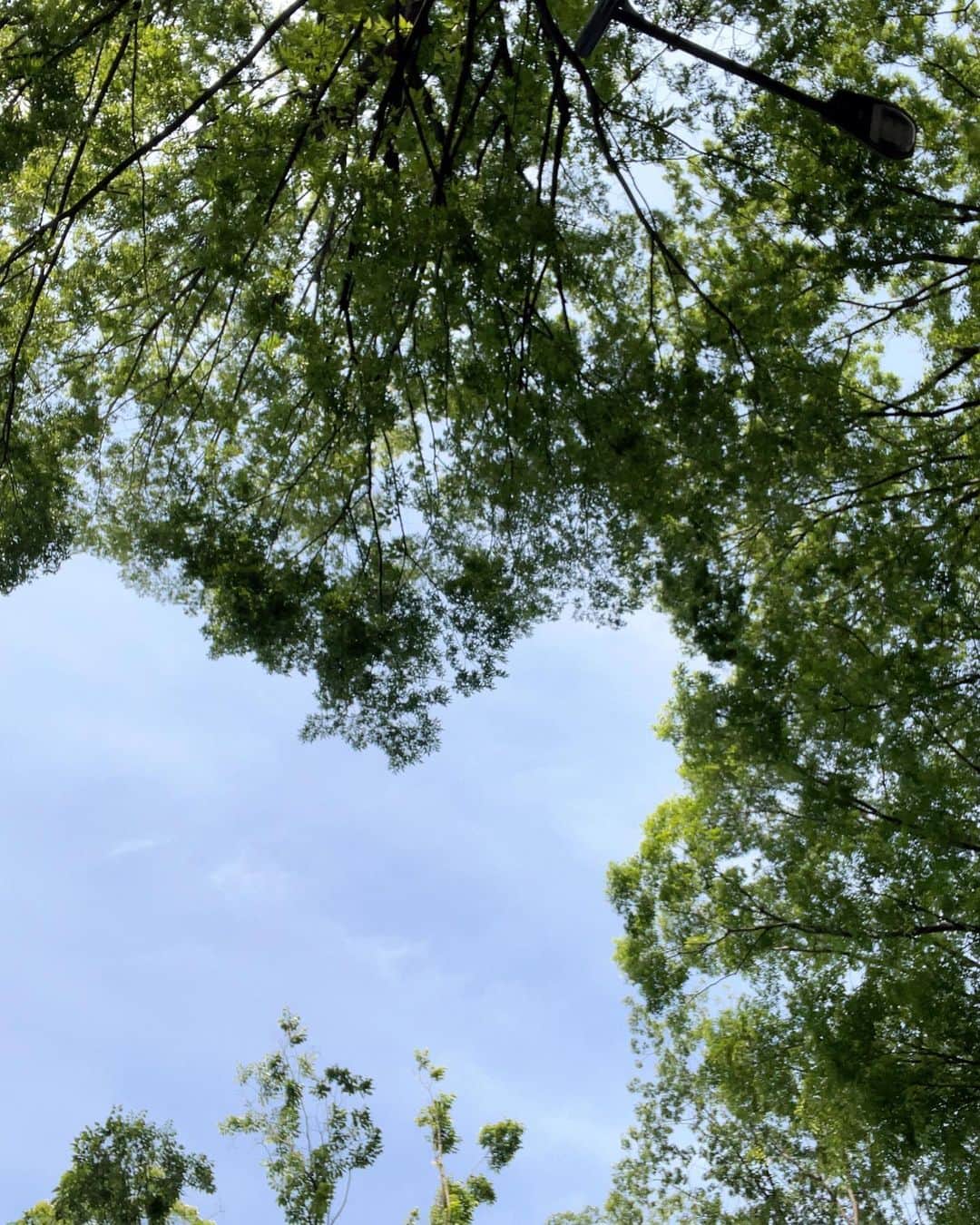 平塚日菜さんのインスタグラム写真 - (平塚日菜Instagram)「.  .  .  5月のこの、青々としている感じがとっても好きです🌱🌿  梅雨で天気が悪くなる前にたくさん外に出ておこうっと！」5月10日 20時09分 - hiratsukahina