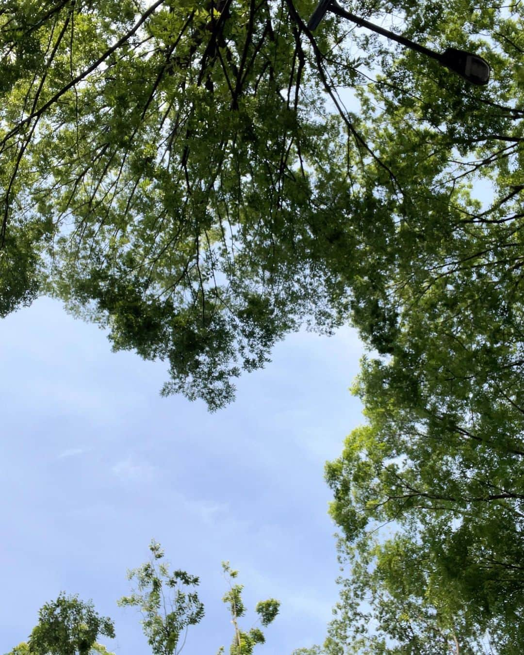 平塚日菜のインスタグラム：「.  .  .  5月のこの、青々としている感じがとっても好きです🌱🌿  梅雨で天気が悪くなる前にたくさん外に出ておこうっと！」