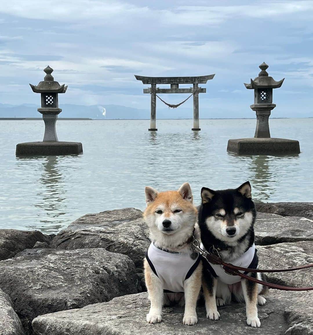 豆柴なつ&ふゆのインスタグラム