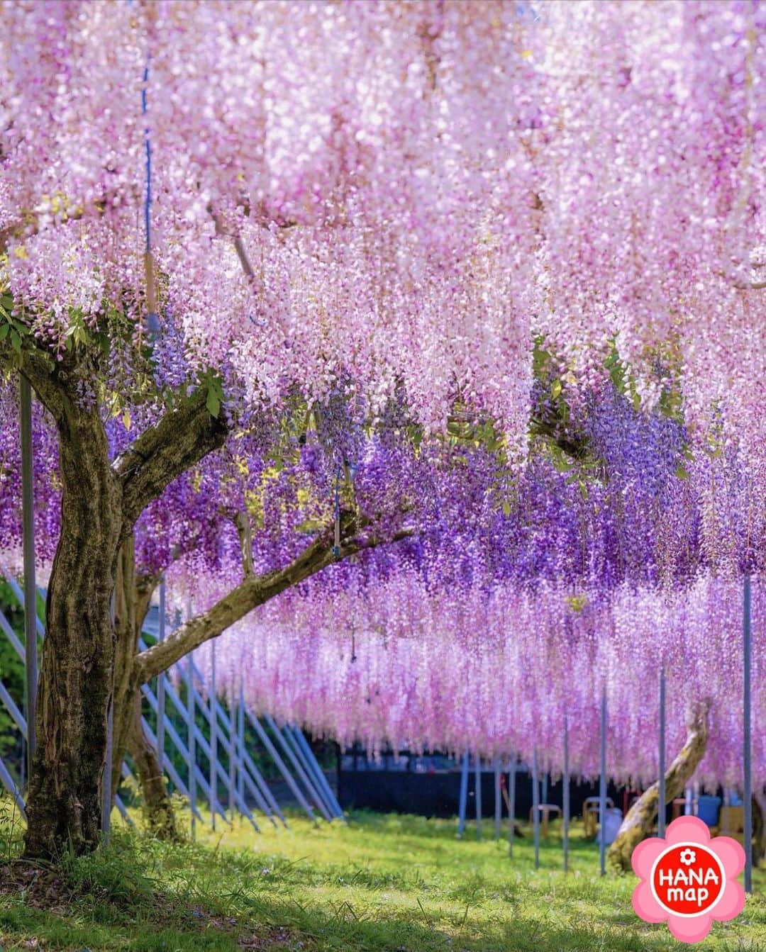 はなまっぷ❁日本の花風景さんのインスタグラム写真 - (はなまっぷ❁日本の花風景Instagram)「🌸はなまっぷ🌸 * @kazunobu_camera さんの 花のある風景に花まるを💮 * 三色の藤が織り成す美しいカーテンをありがとうございます😊🌸 * #和歌山　#紀州吉田藤 Yoshida Farm, Wakayama. * 🌼藤の花言葉📝🌼 歓迎 * ※見頃が過ぎている花、終わっている花もご紹介させていただいています。 * 🌸•••🌸•••🌸•••🌸•••🌸•••🌸 * いつも素敵なお花をありがとうございます😊 #はなまっぷ #日本の美しい花風景#花のある風景#花#花言葉#花畑#春#藤#藤棚wisteria * 🌸••••••お知らせ••••••🌸 * 花風景検索サイト　はなまっぷ https://hanamap.com 🔍「はなまっぷ」または @hanamap プロフィール欄から ぜひご覧ください * 📖🌸📖🌸📖🌸📖🌸📖 四季の花々を訪ねていきたい にっぽんの花地図 好評発売中📘 📖🌸📖🌸📖🌸📖🌸📖」5月10日 20時17分 - hanamap