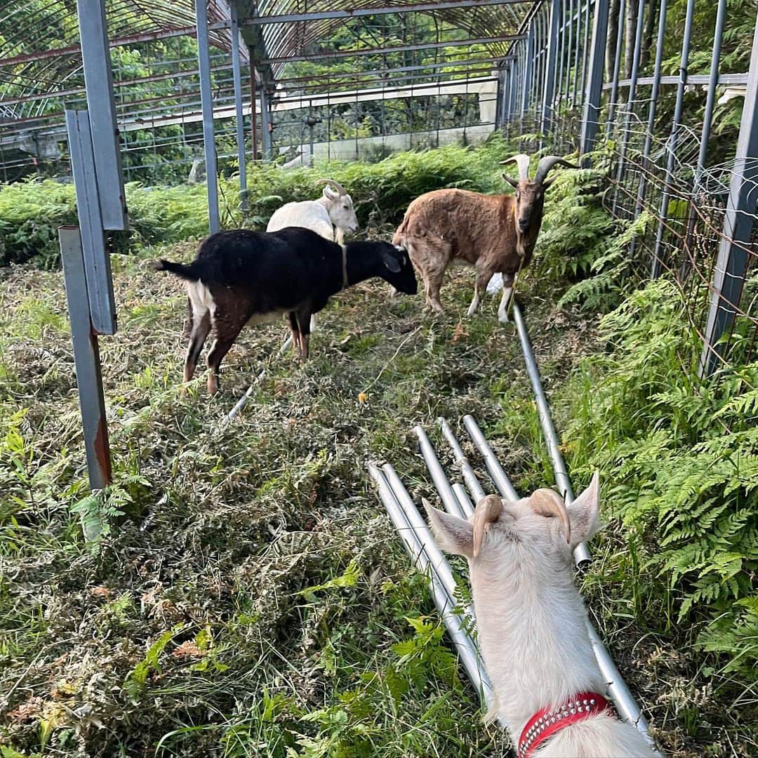 内澤旬子さんのインスタグラム写真 - (内澤旬子Instagram)「GW中に完成させるはずだった第二ヤギ小屋。今頃手をつけはじめてます。パイプを運んだところで建築大好きなみなさんの熱烈なチェックを受けております。#goat#ヤギ#全然進んでません笑」5月10日 20時29分 - riprigandpanic