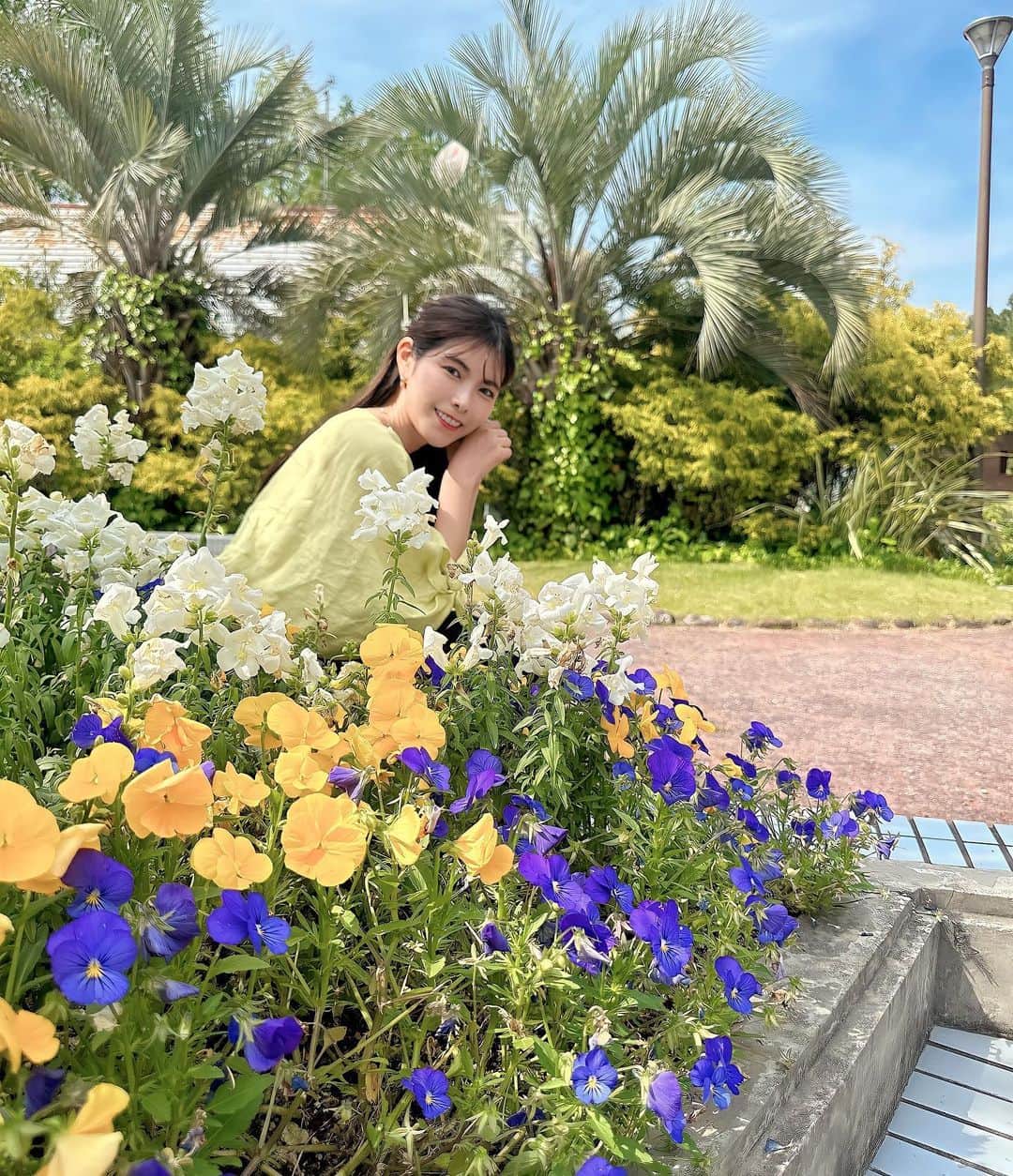 Yuika Matsuさんのインスタグラム写真 - (Yuika MatsuInstagram)「#LIVEニュースレポ @jcom_sakai  　 日本有数の大きさを誇る大温室がある  "大阪府立　花の文化園"💐@hanabun_osaka  へ取材してきました！ 　 季節折々の花がエリアごとに分かれていて その中央にある施設【大温室】では 1年中いろんな植物を見ることができます🌴 　 今の時期は ・バラ園🌹 ・クレマチス園 が見頃✨ 　 左右対称の大きなバラ園は 約500品種・1500株のバラを楽しめます❤️ 　 オシャレなベンチが沢山 施設内にあるので のんびりと花を愛でながら過ごしていただけますよ🥰 　 カフェやレストランもあるので お散歩にもオススメです♪     衣装 ブラウス▷  @stanza_dolce  スカート▷ @lefua.closet     ◆ 5/16(火)01:59まで お買い物マラソンセールということで、 こちらの商品が10%オフになる 特別クーポンをいただきました❤️ ストーリーにリンク貼るので良かったら使ってください♪  　  生放送で地域のリアルな情報を お届けする情報番組 @jcom_sakai  『LIVEニュース』(J:com地デジ11ch)の 中継リポートを担当中🌼 　 ぜひ応援してください〜🥹  \ 次回は5月17日(水曜日)14時〜出演です🎤 / 　 ▷ @jcom_sakai ◁ をフォローすると私達リポーターと キャスターの方々のオフショットや 地域情報が最新で見れちゃうよ！ 　 フォローしてね♡ ~~ ~~~ ~~~ ~~~ ~~~ 　 　 放送見逃したっ！しまった！っという方や、 エリア外で見れないー！という方は 『ど・ろーかる』というアプリでいつでも 視聴可能です👀 ぜひダウンロードして見てほしい🥹💓 　 　  📲 番組は見逃しても視聴できます！ →1日3回の再放送有 →地域情報アプリ『ど・ろーかる』でLIVE配信 　  📺 番組詳細 ◆放送時間 毎週月～金曜日放送 生放送：14:00〜 再放送：17:00～／20:30～／22:30～ ※放送スケジュール・内容は予告なく 変更となる場合があります ※最新の放送日程については、 電子番組表(EPG)でご確認ください 　 　 番組ウェブサイトは『LIVEニュース JCOM』で 検索してポータルサイトにアクセス 『各エリア放送情報』の『堺／南大阪／和泉・泉大津』ボタンをクリック❗️ 　  @jcom_sakai  #LIVEニュース#LIVEニュース堺 #LIVEニュース南大阪和泉泉大津 #リポーター#生放送#生中継 #テレビ#TV#堺#堺市 #stanza_dolce#stanzadolce_cd」5月10日 20時45分 - yuika00802