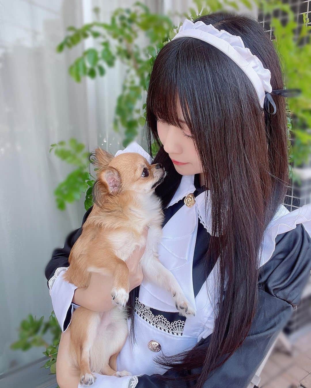 椎名音心さんのインスタグラム写真 - (椎名音心Instagram)「・ メイドの日🤍 ・ ・ ・ #maid #maidcafe #maidsama #maidcosplay #cosplay #cosplayer #cosplaygirl #cosplayphotography #メイド #メイドの日 #コンカフェ嬢 #コンカフェ #コンカフェキャスト #黒髪ロング #チワワ #チワワ大好き #チワワ部 #犬 #モデル #自撮り界隈 #地下アイドル #清楚系女子 #コスプレイヤー #コスプレ #コスプレ女子 #お仕事依頼受付中 #クラシカルメイド #メイド喫茶」5月10日 12時16分 - mm__neko225