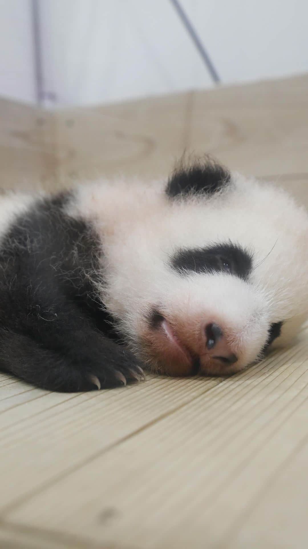 パンダ（白浜）のインスタグラム：「let's go  ❤️❤️❤️ ⭐︎ #pandamental . #HELLOPANDABOOK  #cutepanda #funnypanda #panda #パンダ #pandababy #pandas #cute #animal #animals #zoo #baby #love #adventureworld #アドベンチャーワールド #動物 #動物園 #かわいい #あかちゃん #ベイビー」