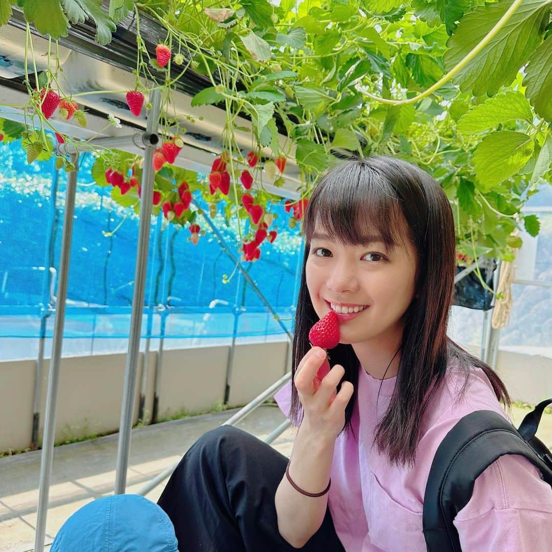 紀真耶さんのインスタグラム写真 - (紀真耶Instagram)「いちご狩り🍓 もう5月10日だ！！  ☆ ☆ #いちご狩り #いちご #少し前に行きました #お腹いっぱいで動けない #って息子は言ってました #テレビ朝日 #紀真耶」5月10日 12時32分 - maya0kino