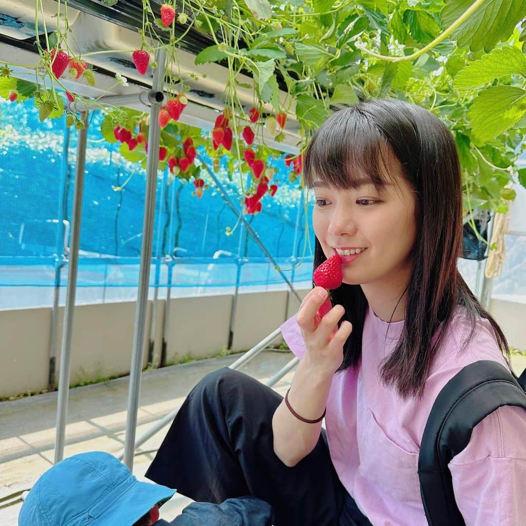 紀真耶さんのインスタグラム写真 - (紀真耶Instagram)「いちご狩り🍓 もう5月10日だ！！  ☆ ☆ #いちご狩り #いちご #少し前に行きました #お腹いっぱいで動けない #って息子は言ってました #テレビ朝日 #紀真耶」5月10日 12時32分 - maya0kino