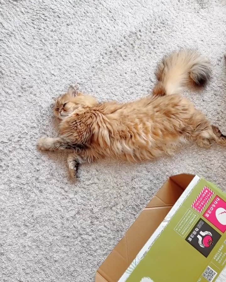 のインスタグラム：「ちょっと寒かったから、久しぶりにホットカーペットつけたら...仕上がってました😂💛🦁  まん丸ぴいなです。  今日は水曜日、名探偵ポアロの日だ！ 毎週の楽しみ笑 YouTubeも撮ったんで、久々に今日はUPできそうです😊  #猫のいる暮らし #catlife」