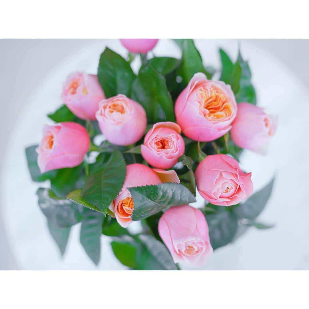 石井美保さんのインスタグラム写真 - (石井美保Instagram)「可愛い💗 最近の楽しみは夜のウォーキングで軒先の薔薇を見つける事。静まり返った夜に薔薇の香りが引き立ってそれはそれは幸せな気分に。」5月10日 12時42分 - miho_ishii