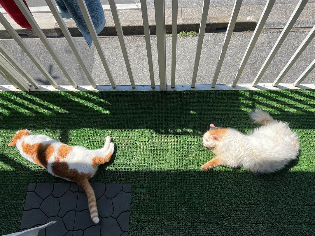 Kachimo Yoshimatsuのインスタグラム：「茶白組は、朝寝｡ 天気も良くて、 気持ちいいねえ。  #うちの猫ら #okaki #oinari #茶白組 #猫 #ねこ #ニャンスタグラム #にゃんすたぐらむ #ねこのきもち #cat #ネコ #catstagram #ネコ部 http://kachimo.exblog.jp」