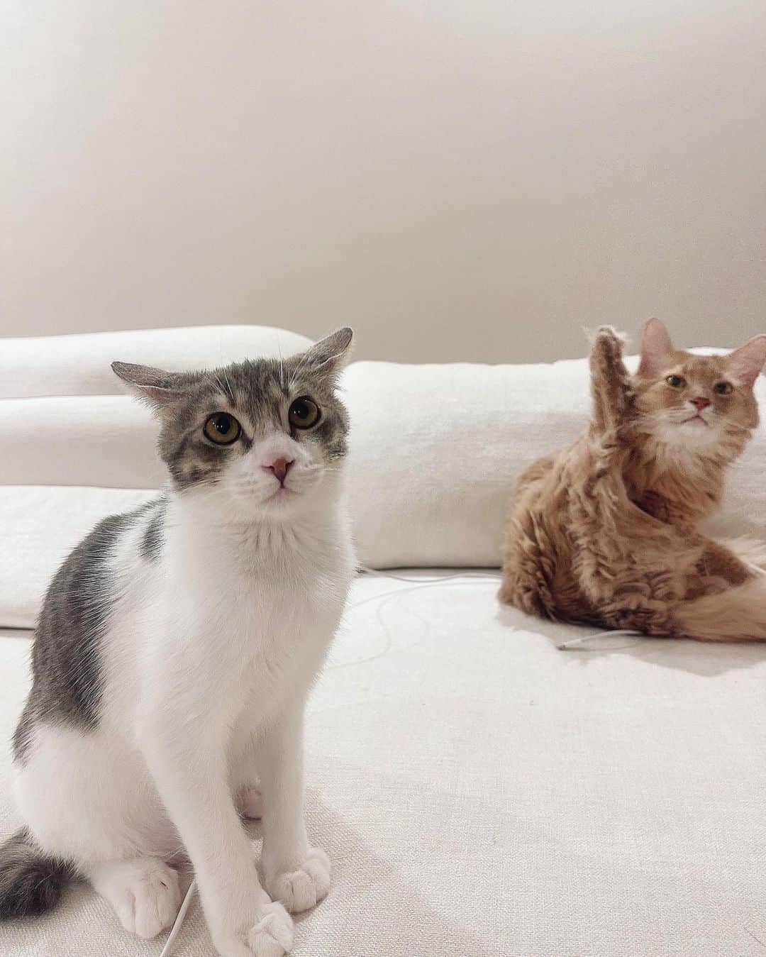 ダレノガレ明美さんのインスタグラム写真 - (ダレノガレ明美Instagram)「ねずみくん🐭 愛おしい☺️✨  僕はネズミじゃないよ😡 猫だよ！！　by🐭」5月10日 12時54分 - darenogare.akemi