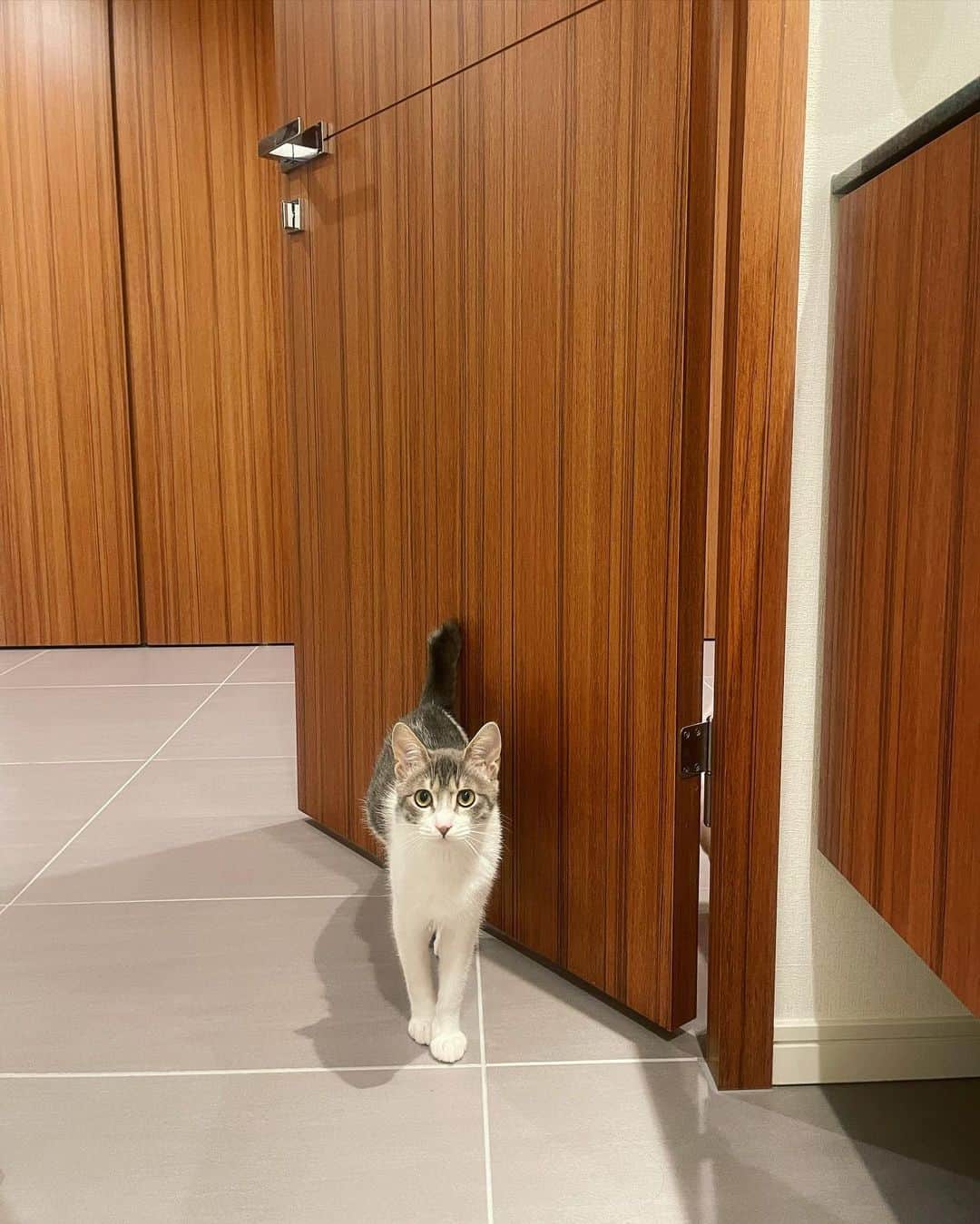 ダレノガレ明美さんのインスタグラム写真 - (ダレノガレ明美Instagram)「ねずみくん🐭 愛おしい☺️✨  僕はネズミじゃないよ😡 猫だよ！！　by🐭」5月10日 12時54分 - darenogare.akemi
