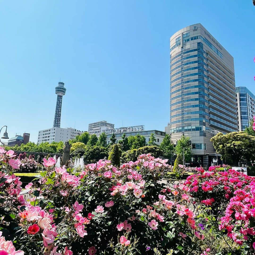 【公式】ホテルニューグランドさんのインスタグラム写真 - (【公式】ホテルニューグランドInstagram)「＊ 雲ひとつない青空と色とりどりのお花。  山下公園から見るホテルが とても綺麗でした🌹✨   📸2023年5月10日撮影   #ホテルニューグランド #横浜 #横浜ホテル #クラシックホテル #ガーデンネックレス横浜 #ガーデンネックレス横浜2023 #山下公園 #山下公園散歩 #横浜マリンタワー #マリンタワー #歴史的建造物 #フォトジェニック #快晴 #横浜港 #氷川丸 #春 #家族 #家族旅行 #青空フォト #hotelnewgrand #yokohama」5月10日 13時00分 - hotelnewgrand