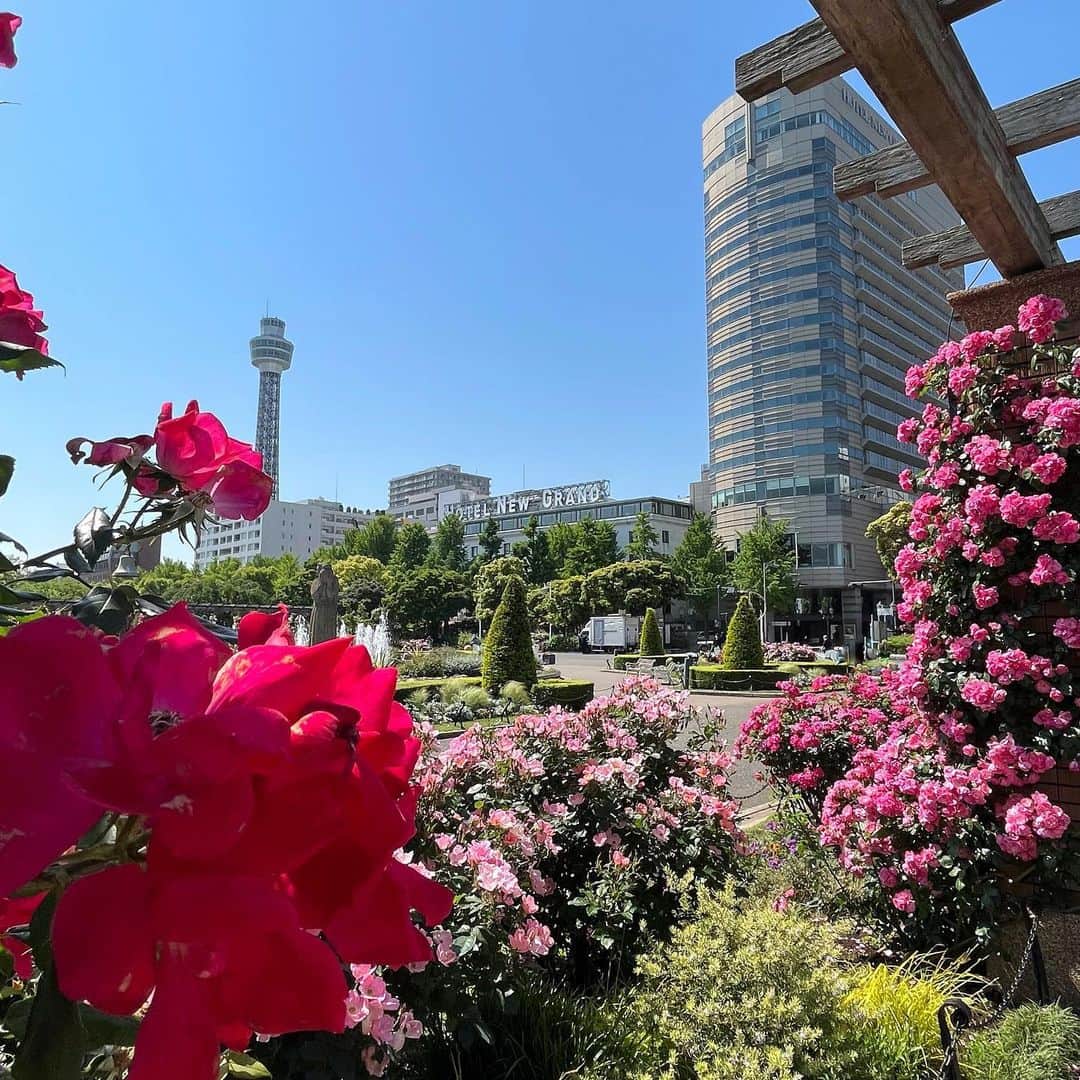 【公式】ホテルニューグランドさんのインスタグラム写真 - (【公式】ホテルニューグランドInstagram)「＊ 雲ひとつない青空と色とりどりのお花。  山下公園から見るホテルが とても綺麗でした🌹✨   📸2023年5月10日撮影   #ホテルニューグランド #横浜 #横浜ホテル #クラシックホテル #ガーデンネックレス横浜 #ガーデンネックレス横浜2023 #山下公園 #山下公園散歩 #横浜マリンタワー #マリンタワー #歴史的建造物 #フォトジェニック #快晴 #横浜港 #氷川丸 #春 #家族 #家族旅行 #青空フォト #hotelnewgrand #yokohama」5月10日 13時00分 - hotelnewgrand