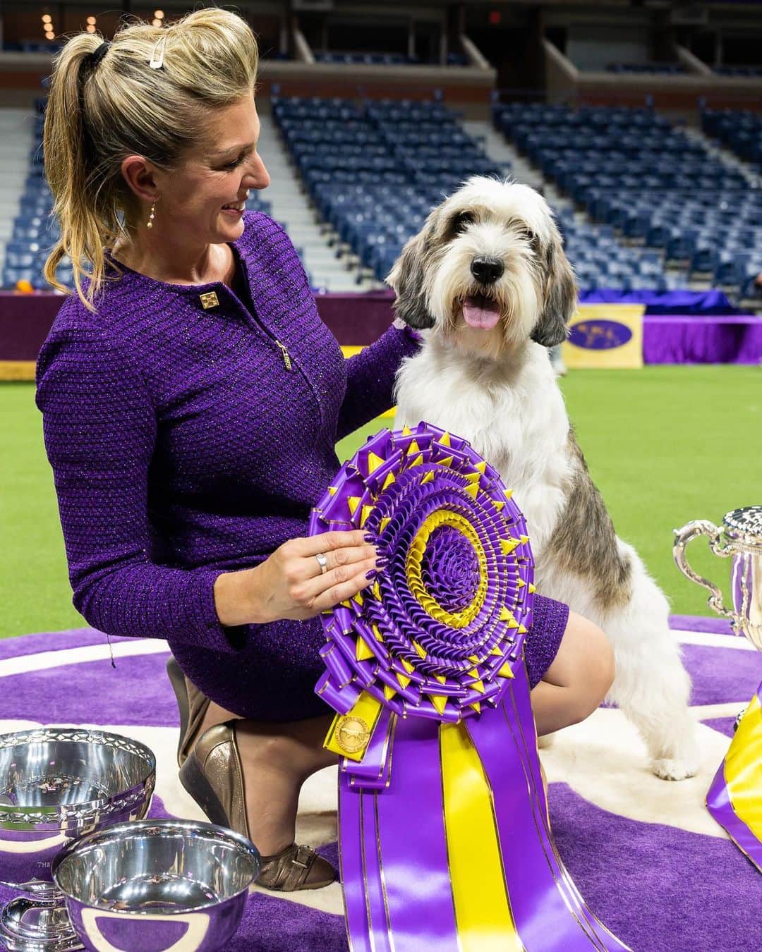 The Dogistさんのインスタグラム写真 - (The DogistInstagram)「BEST IN SHOW: Buddy Holly, Petit Basset Griffon Vendéen, 147th Westminster Kennel Club Dog Show, Flushing, NY」5月10日 13時14分 - thedogist