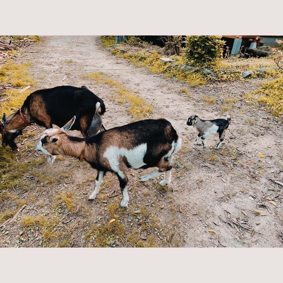 豊原江理佳のインスタグラム：「実家でヤギが産まれました🐐❤️  名前はロビン 女の子です。  早く会いに行きたい！！」