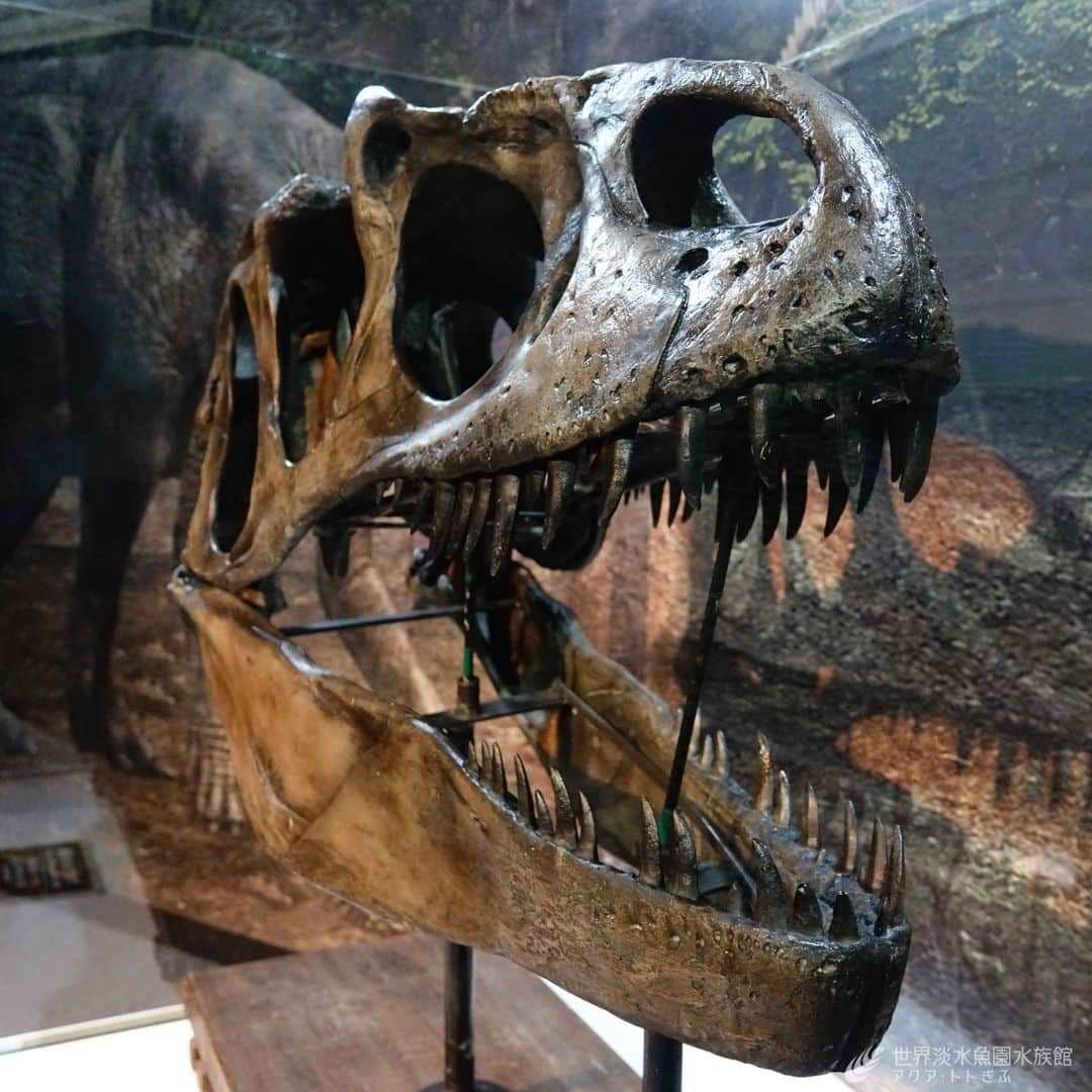 世界淡水魚園水族館 アクア・トト ぎふさんのインスタグラム写真 - (世界淡水魚園水族館 アクア・トト ぎふInstagram)「水族館に恐竜が登場！ 今回の企画展は古代生物を紹介ということで、アロサウルスの頭骨（複製）を展示しています。  なかなか迫力があります！！  ※岐阜県でもアロサウルス類の化石が見つかっています。  #アクアトト #水族館 #aquarium #企画展 #KADOKAWA #GET! #角川の集める図鑑 #古代生物がやってきた #古代生物 #恐竜 #オアシスパーク #河川環境楽園」5月10日 14時04分 - aquatotto_gifu