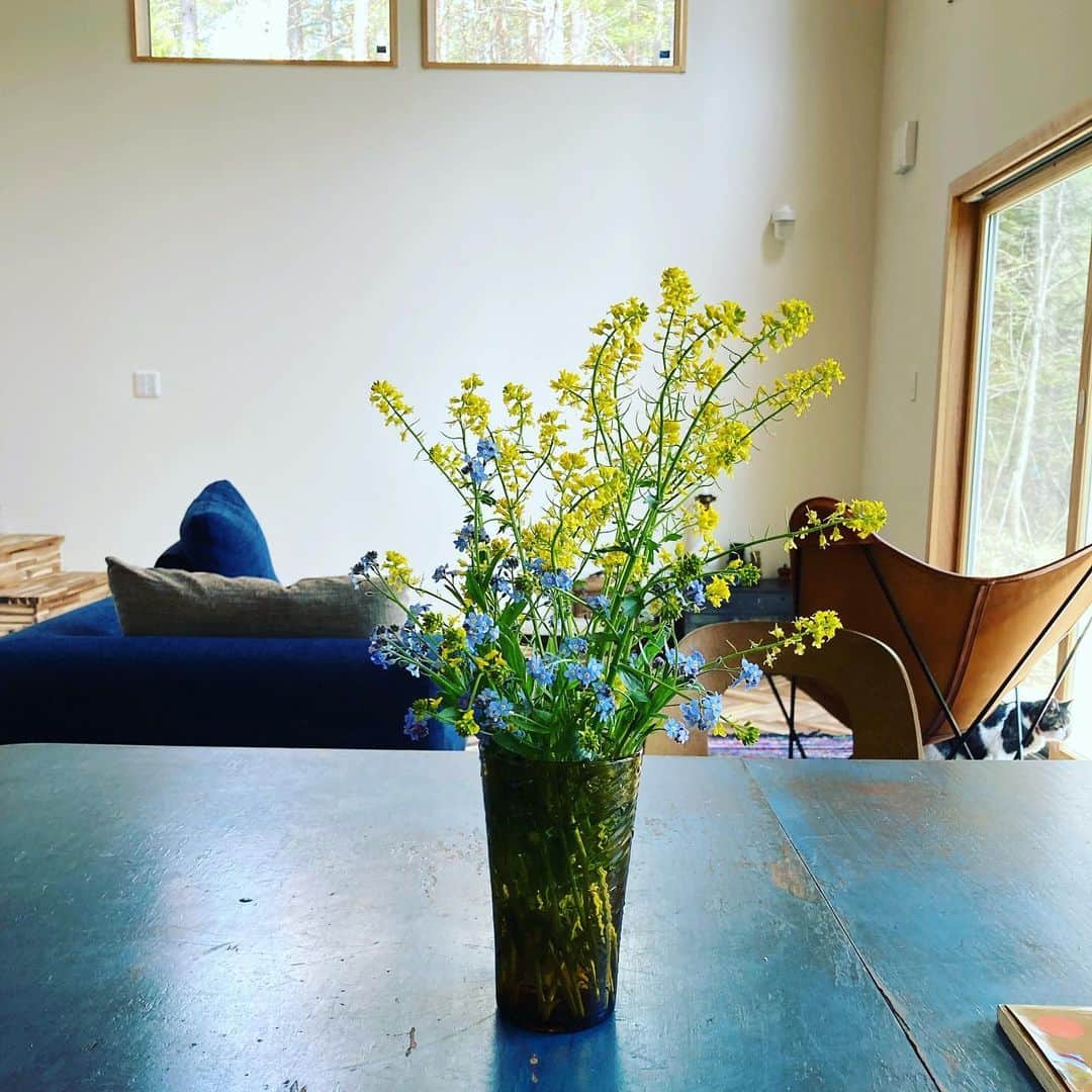 井上荒野さんのインスタグラム写真 - (井上荒野Instagram)「ちょっと油断してたら、外は花がいっぱい咲いてた」5月10日 14時30分 - arereno