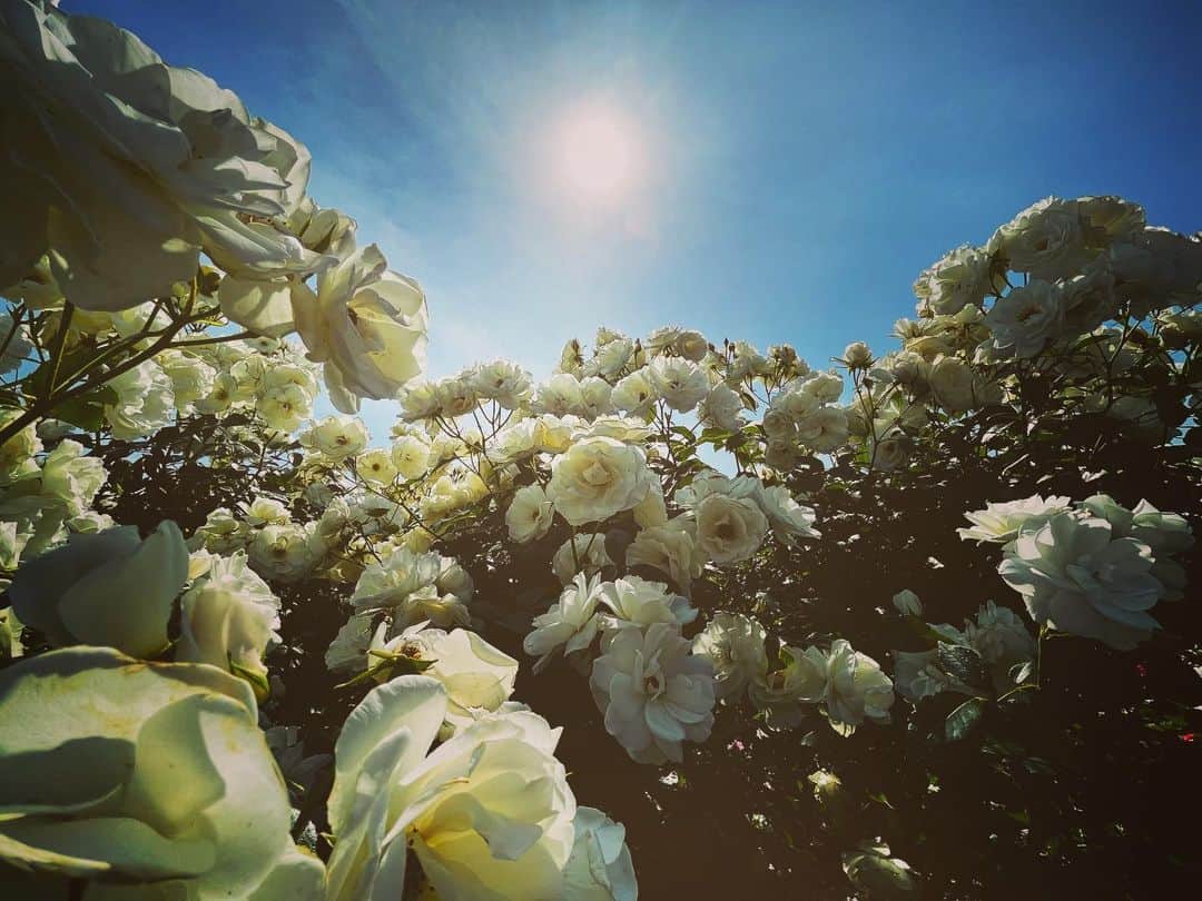 鹿野優以さんのインスタグラム写真 - (鹿野優以Instagram)「御苑のバラが綺麗でした」5月10日 15時21分 - yum.k