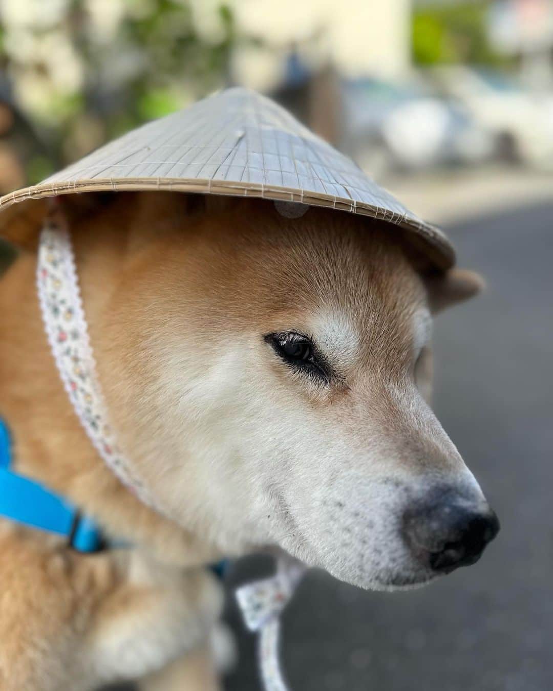 まる（まるたろう）のインスタグラム：「天気がいい日はノンラーかぶるといいと思うよ #両手両足がフリーになるしね #ノンラーまるちゃん #nónlá  #xin_chào」