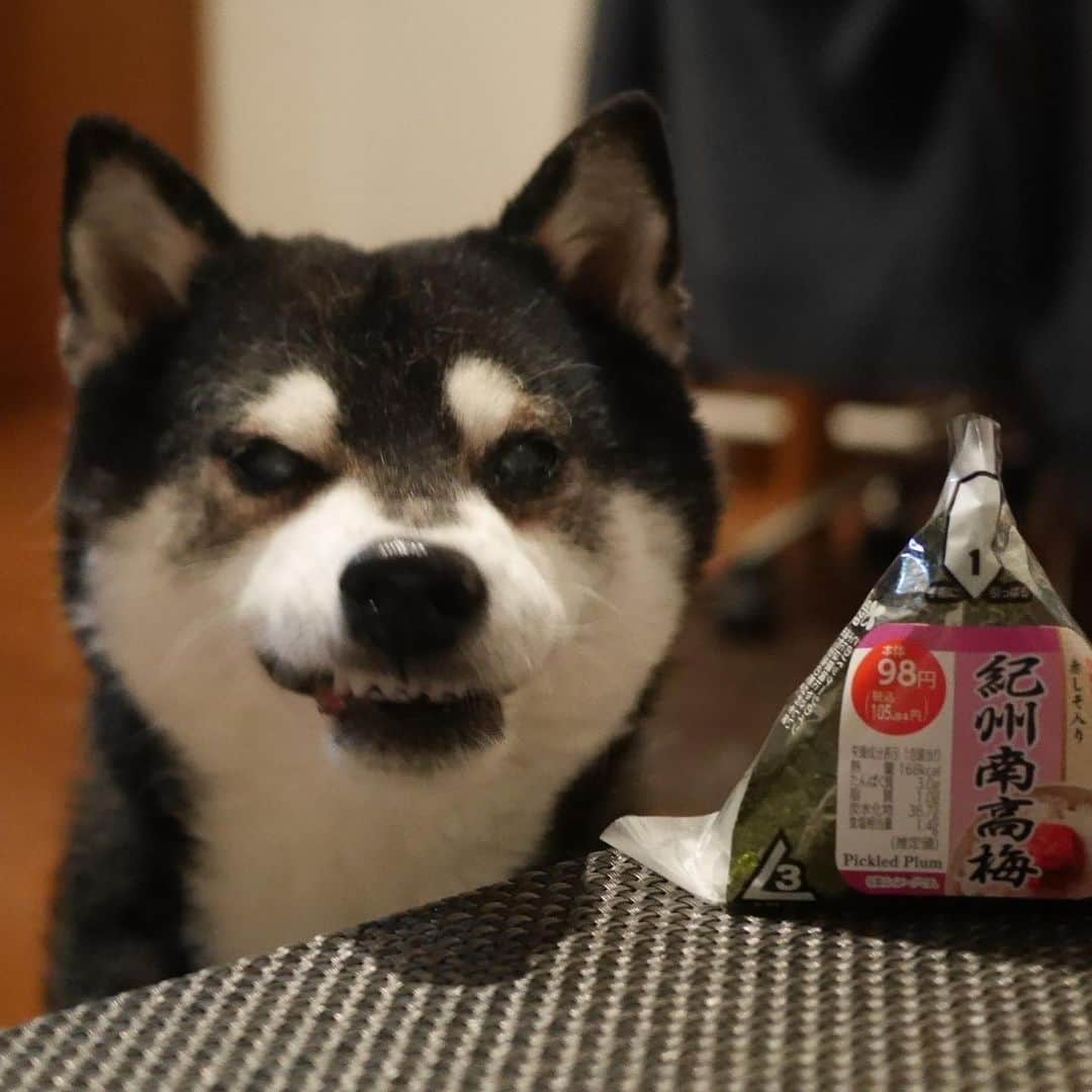 くろさんのインスタグラム写真 - (くろInstagram)「ブサ顔豆太郎🤪  #目線の先にはおやつ #ぶさ顔犬 #ワル顔犬 #あくび犬 #スマイル犬 #スマイル豆 #紀州南高梅 #黒柴 #黑柴 #柴犬 #和犬 #日本犬 #イッヌ #わんこのいる暮らし #わんこと一緒 #柴犬のいる暮らし #柴犬と一緒 #黒柴のいる暮らし #黒柴のいる生活 #黒柴と一緒 #イッヌのいる暮らし #イッヌのいる生活 #イッヌと一緒 #kuroshiba #blackshiba #shibainu #shibadog #shibastagram #dogstagram #instadog」5月10日 21時16分 - m6bmw