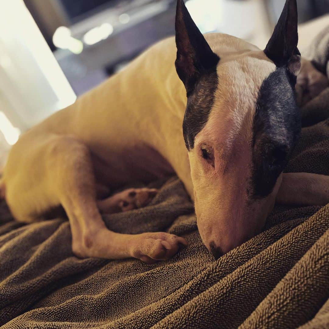 のインスタグラム：「#minituru#bull#terrier#minibullterrier#miniturubullterrier#dog#dogstagram#cute#qtaro#love#family#ミニチュア#ブルテリア#ミニチュアブルテリア#Q太郎」