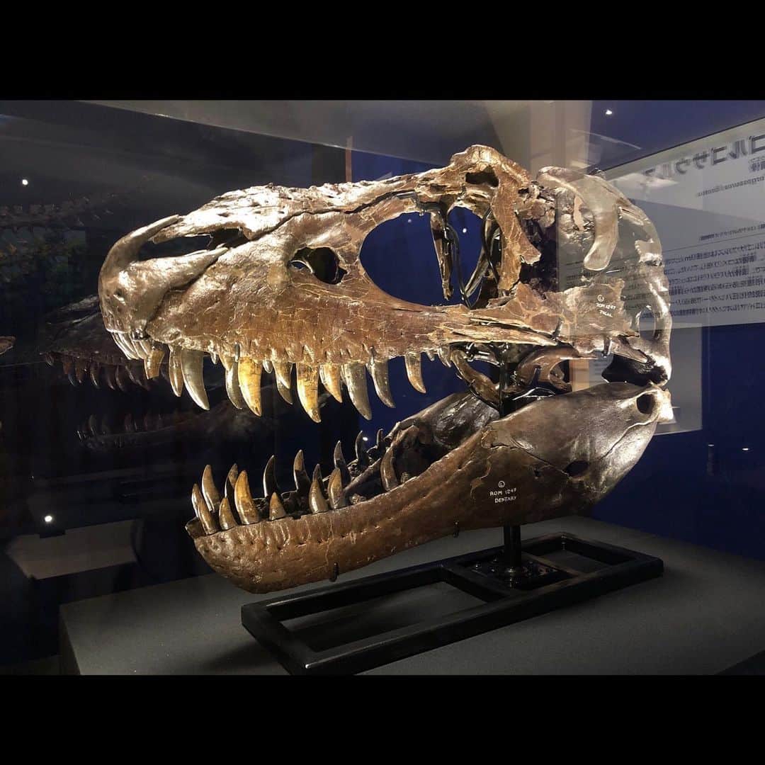 村山千代さんのインスタグラム写真 - (村山千代Instagram)「🦕 恐竜博2023に行ってきたー🦖 「スコッティ」と「タイソン」 (ティラサウ)を背に直立不動の人。 #恐竜博 #ティラノサウルス  #ラプトル #ズール #国立科学博物館  #上野 #恐竜博2023」5月10日 16時01分 - chiyocolate420