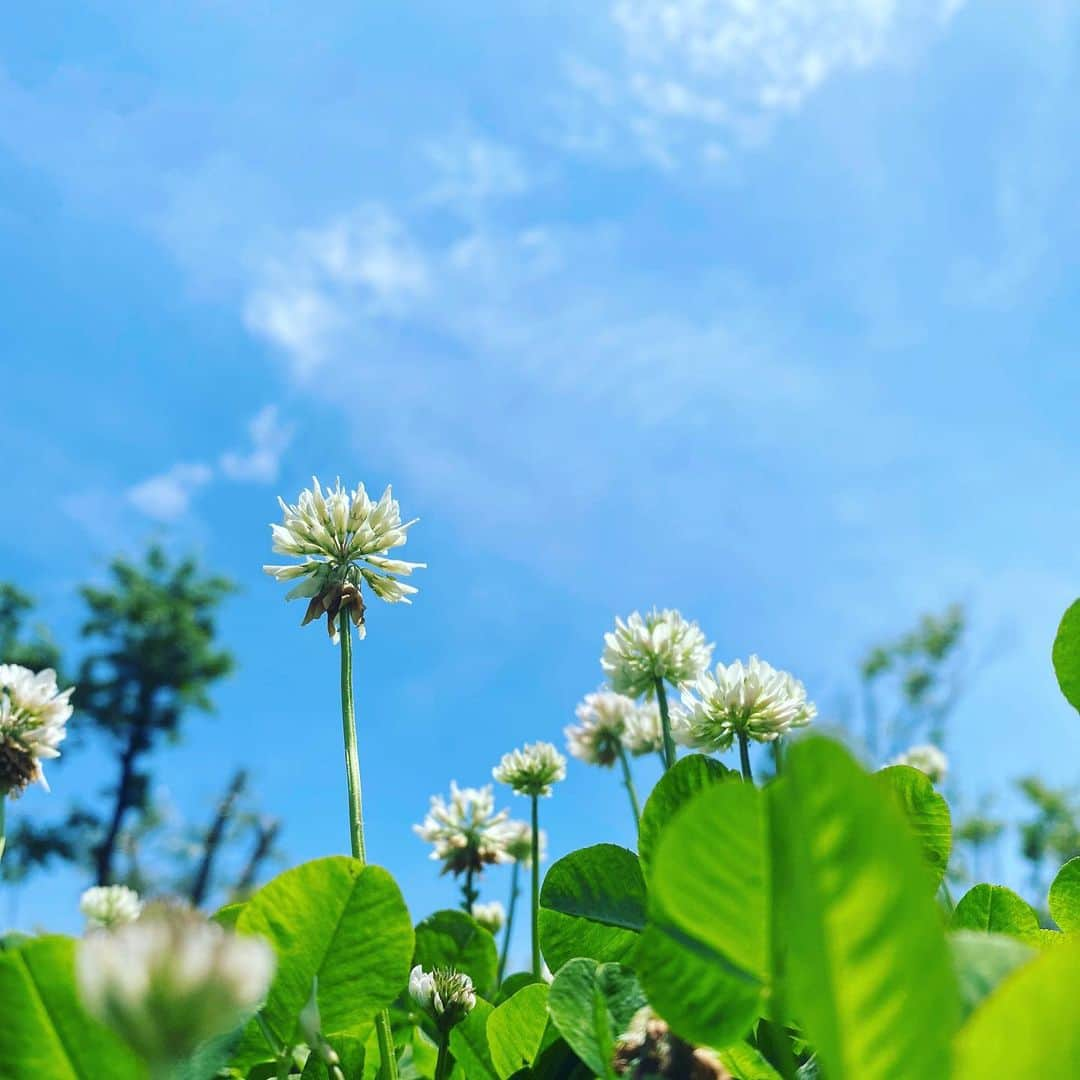 はらのインスタグラム：「箸休めお写真  #箸休めお写真  #yeah!」