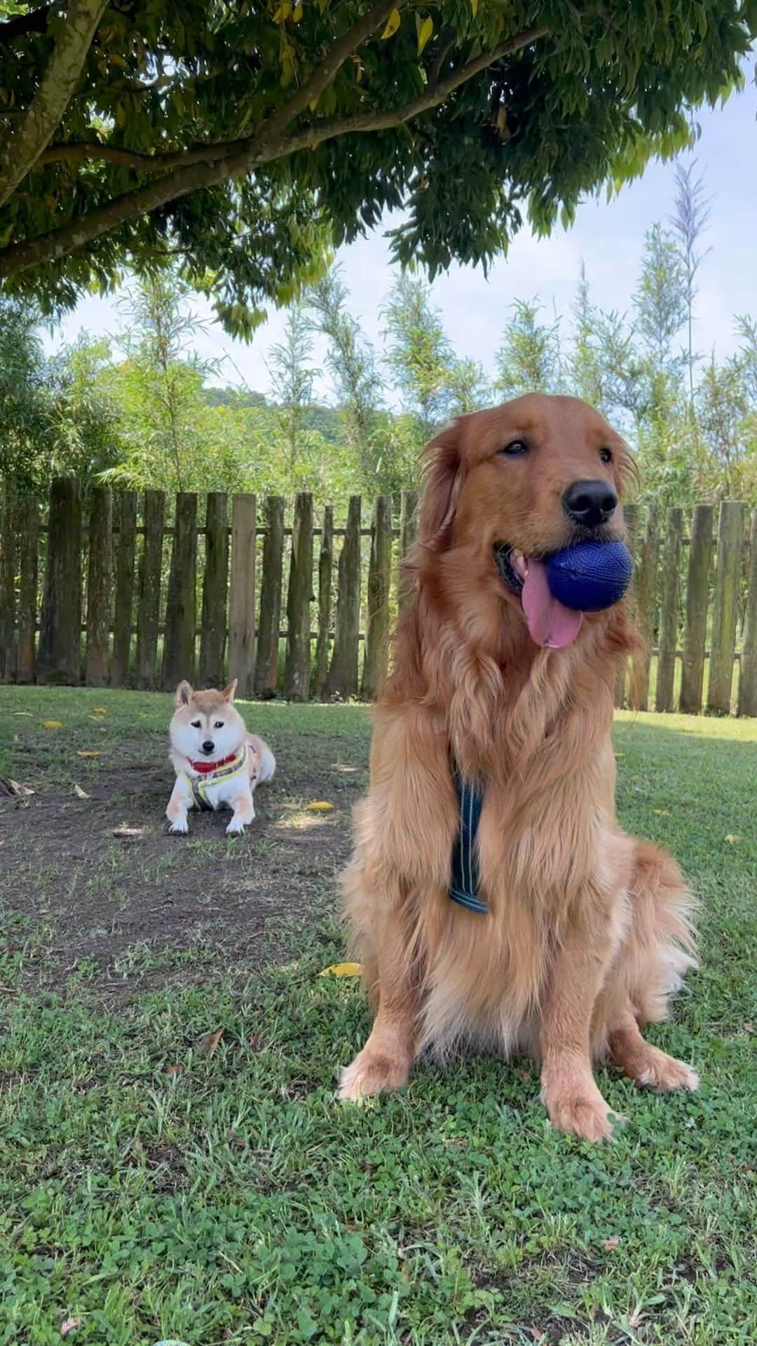 柴犬ハル&保護犬すずのインスタグラム