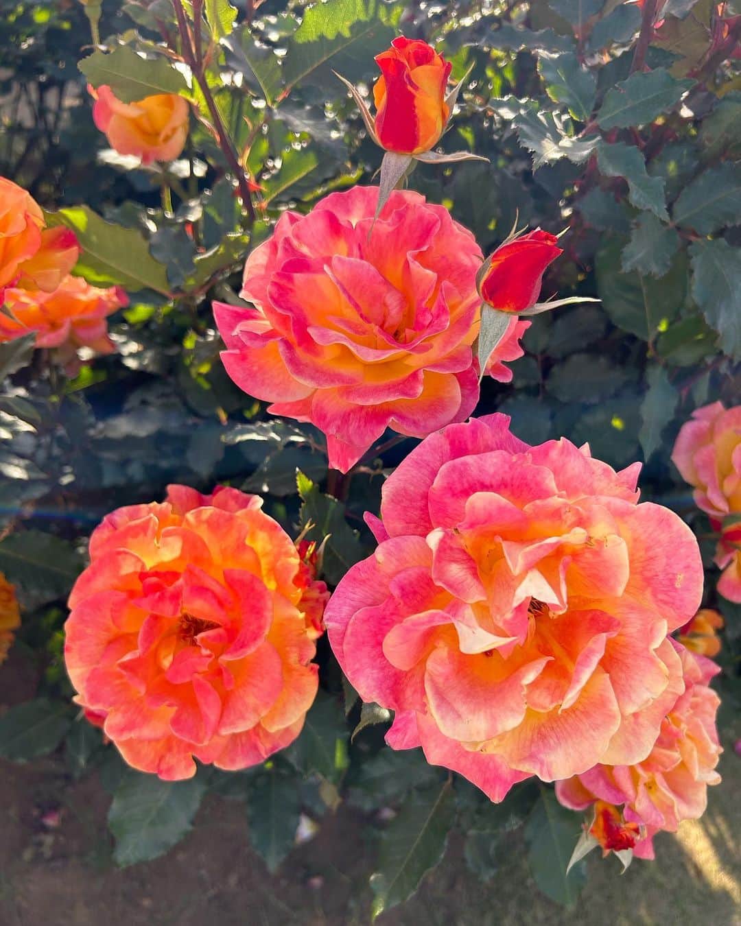 中川知香さんのインスタグラム写真 - (中川知香Instagram)「🌹 今年の春は薔薇をたくさん見れた！  #中川知香」5月10日 18時55分 - chikanakagawa_official