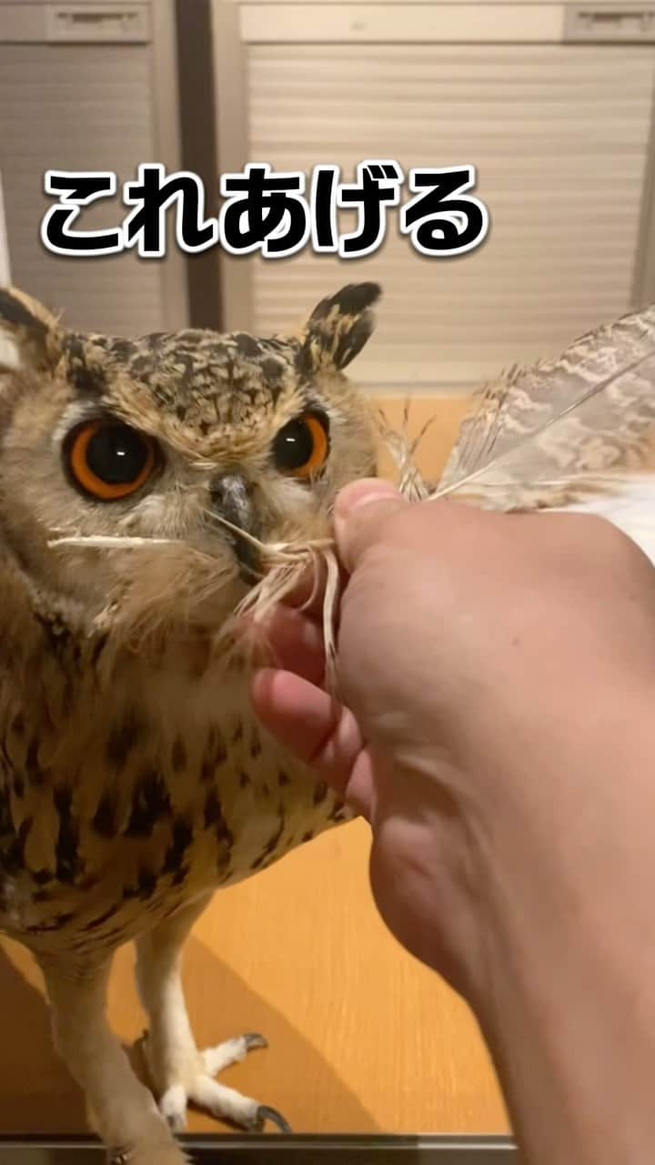 GEN3 Owlのインスタグラム：「飼い主が好きすぎて自分の羽をプレゼントするフクロウ @genz64  He loves his owner so much that he gives him his feather as a gift.  #owl #owlgaru #フクロウ」